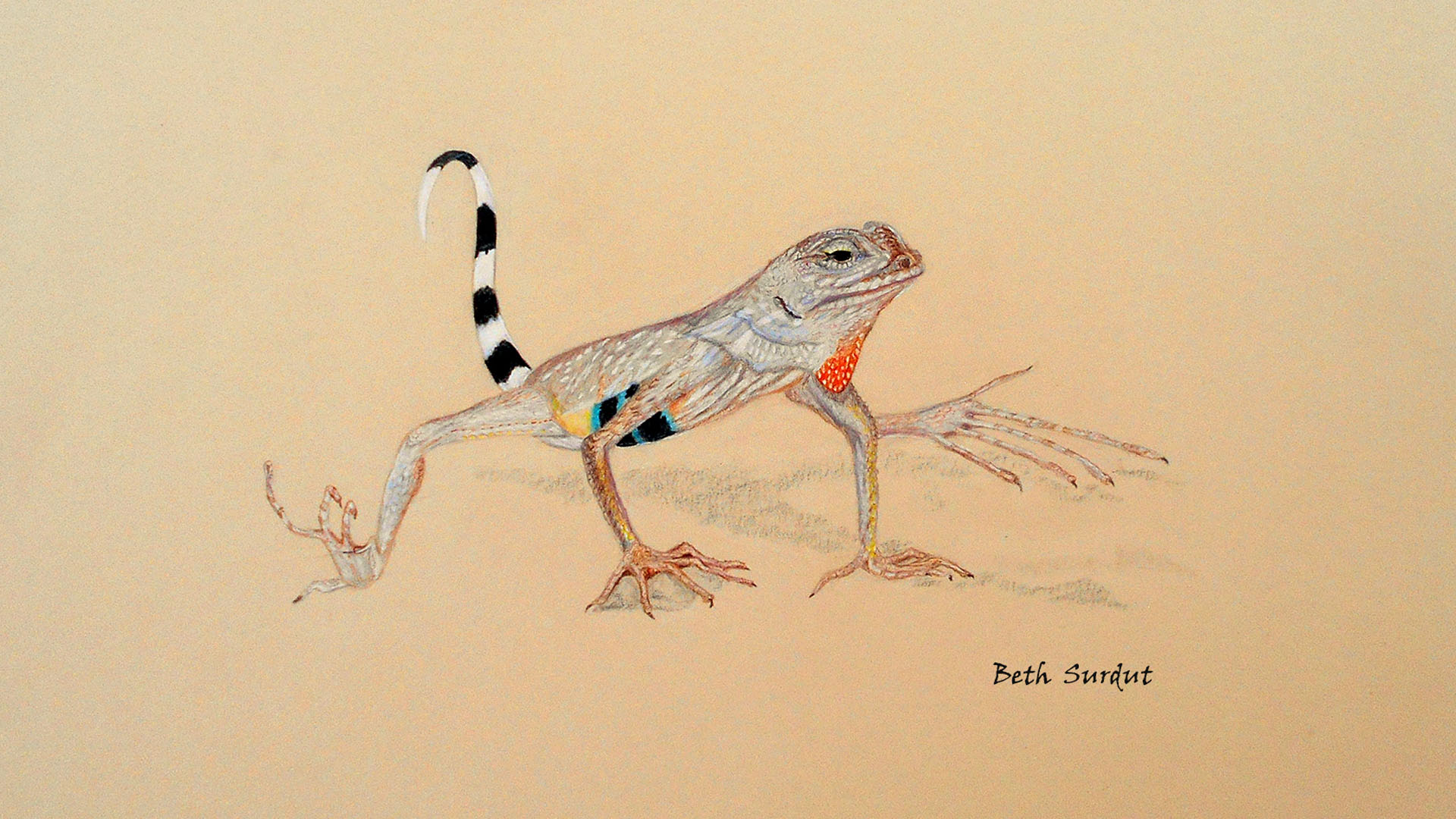 The Art of Paying Attention: Zebra-Tailed Lizards - AZPM