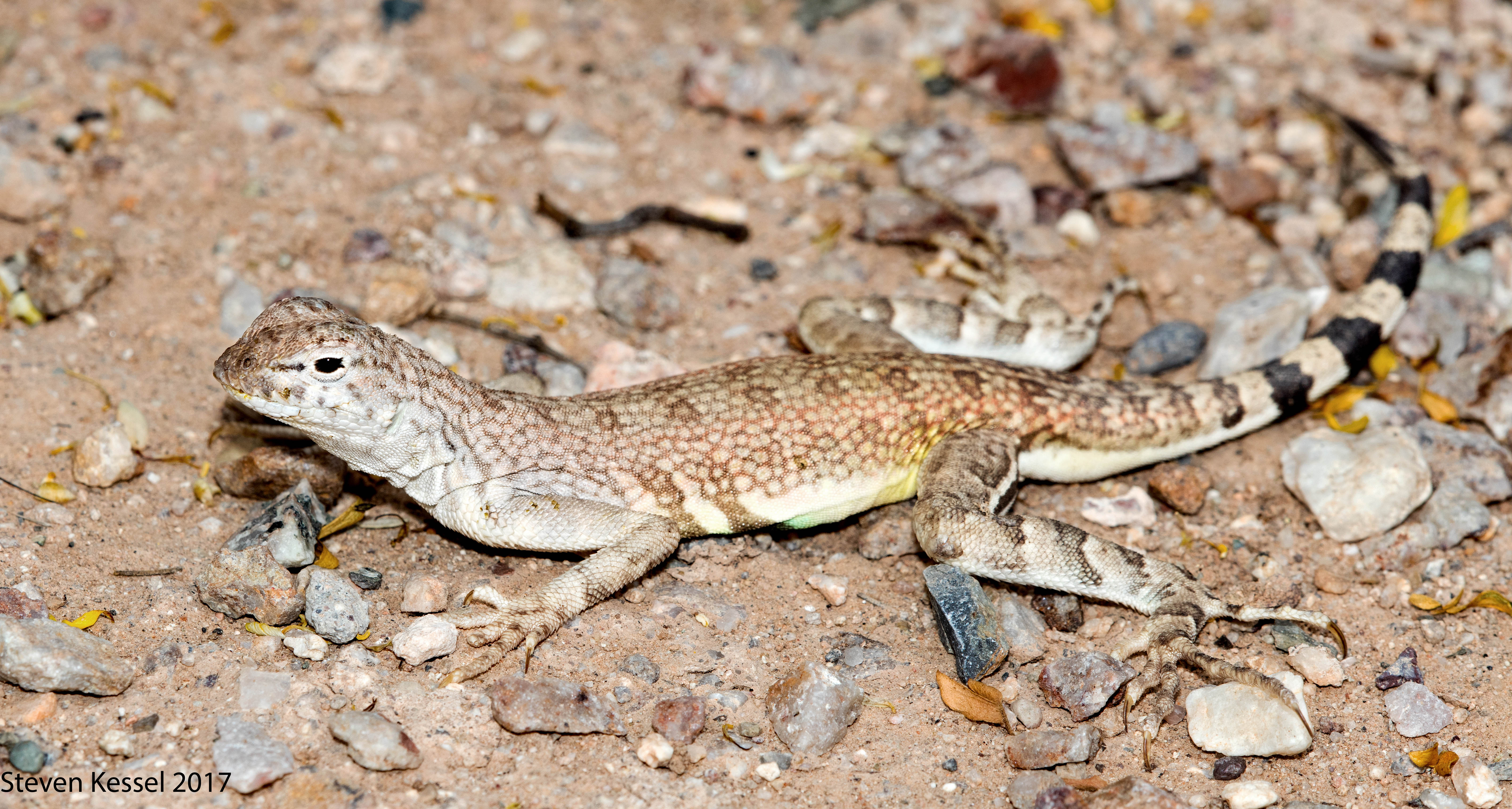 Zebra-tailed Lizard | Sonoran Images