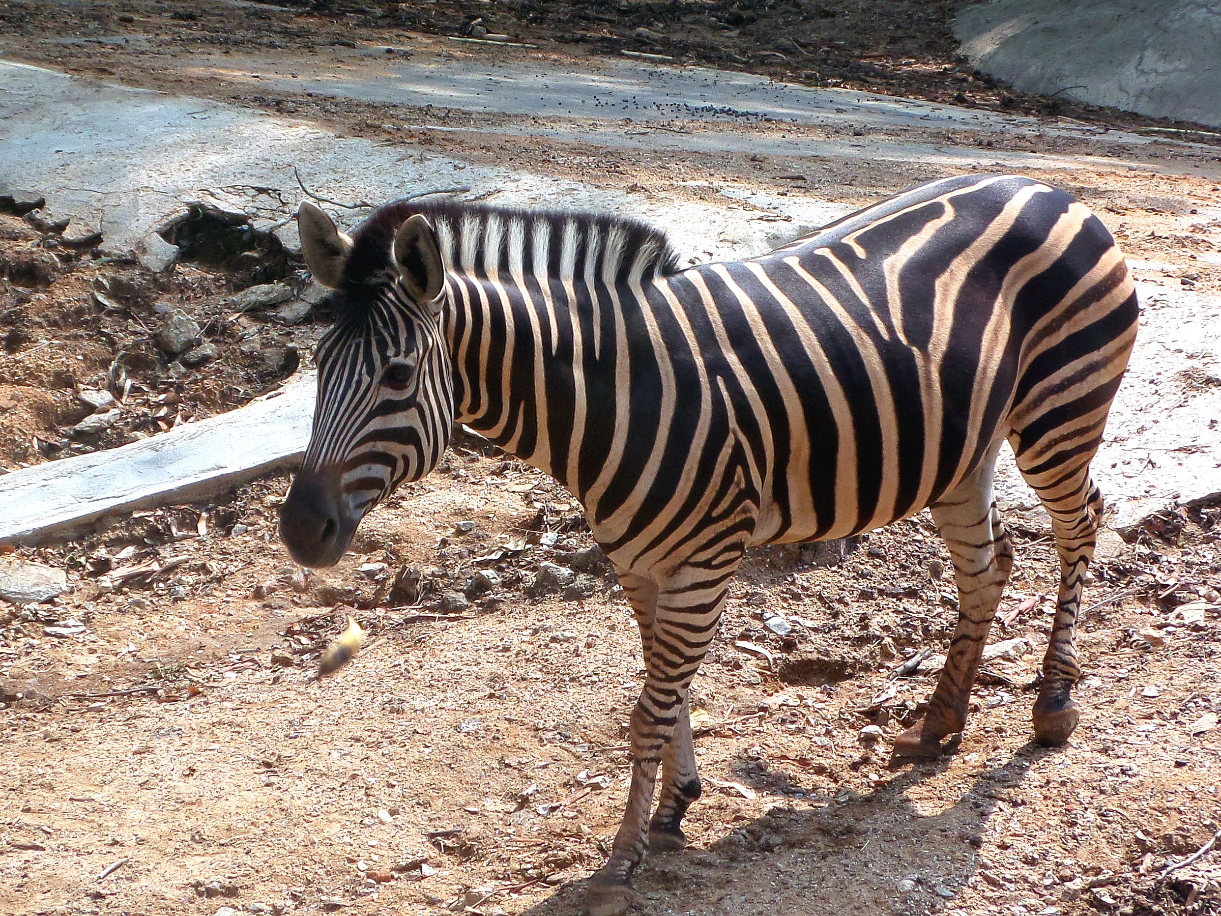 Zebra, African, Mammal, Striped, HQ Photo