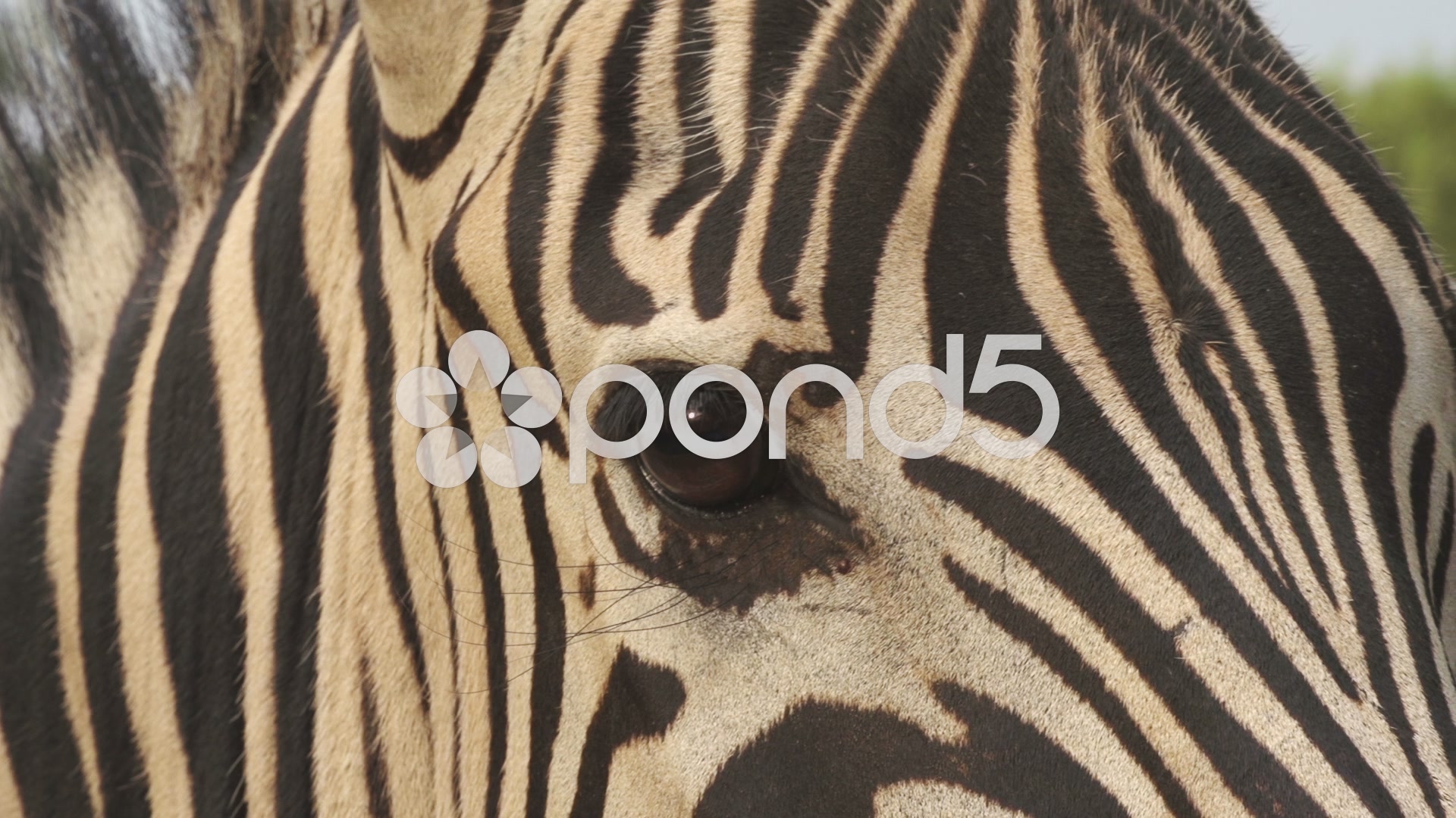 Close-up of zebra's eye, South Africa ~ Video #51201935