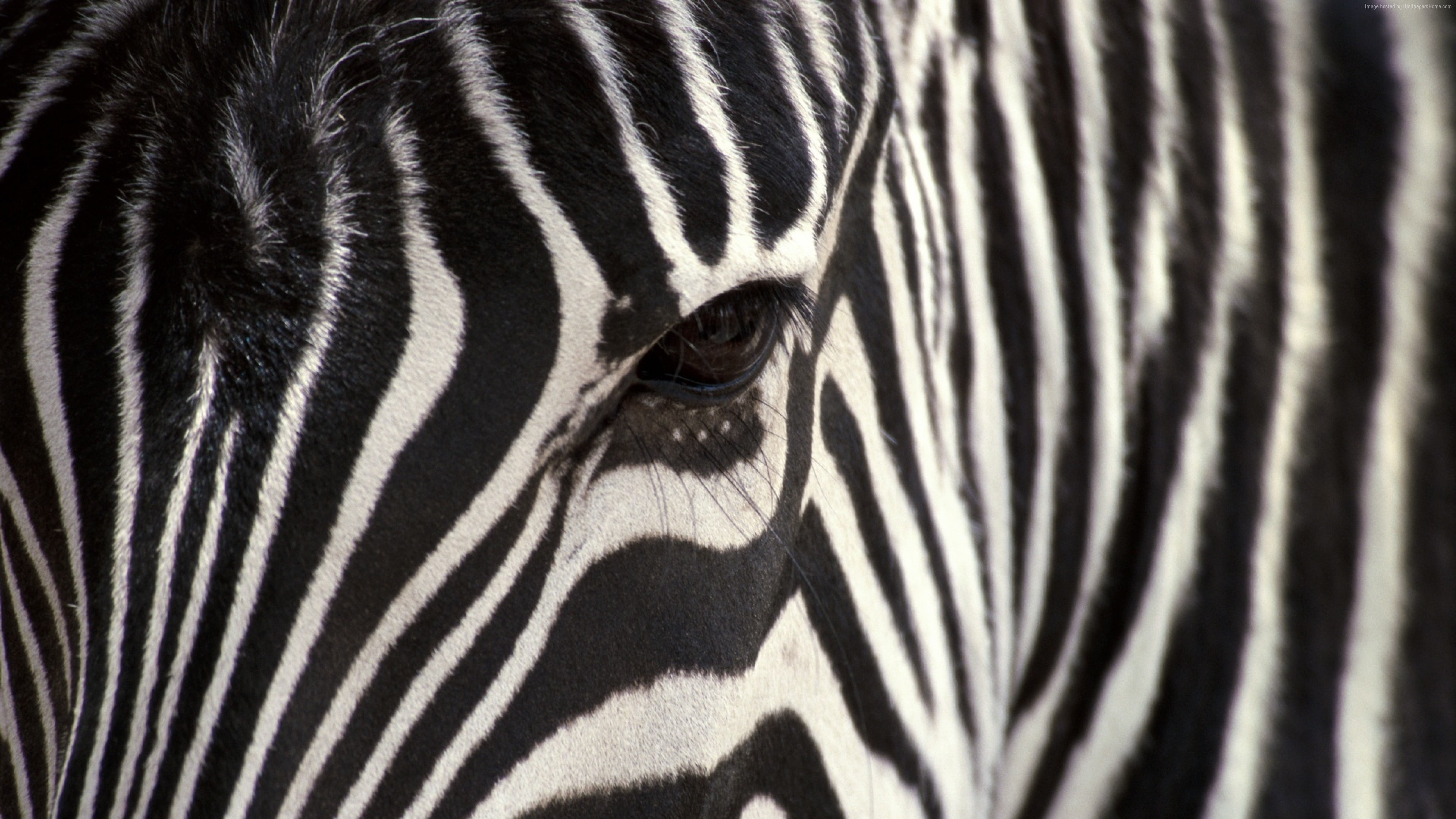 Macro shot of zebra eye HD wallpaper | Wallpaper Flare