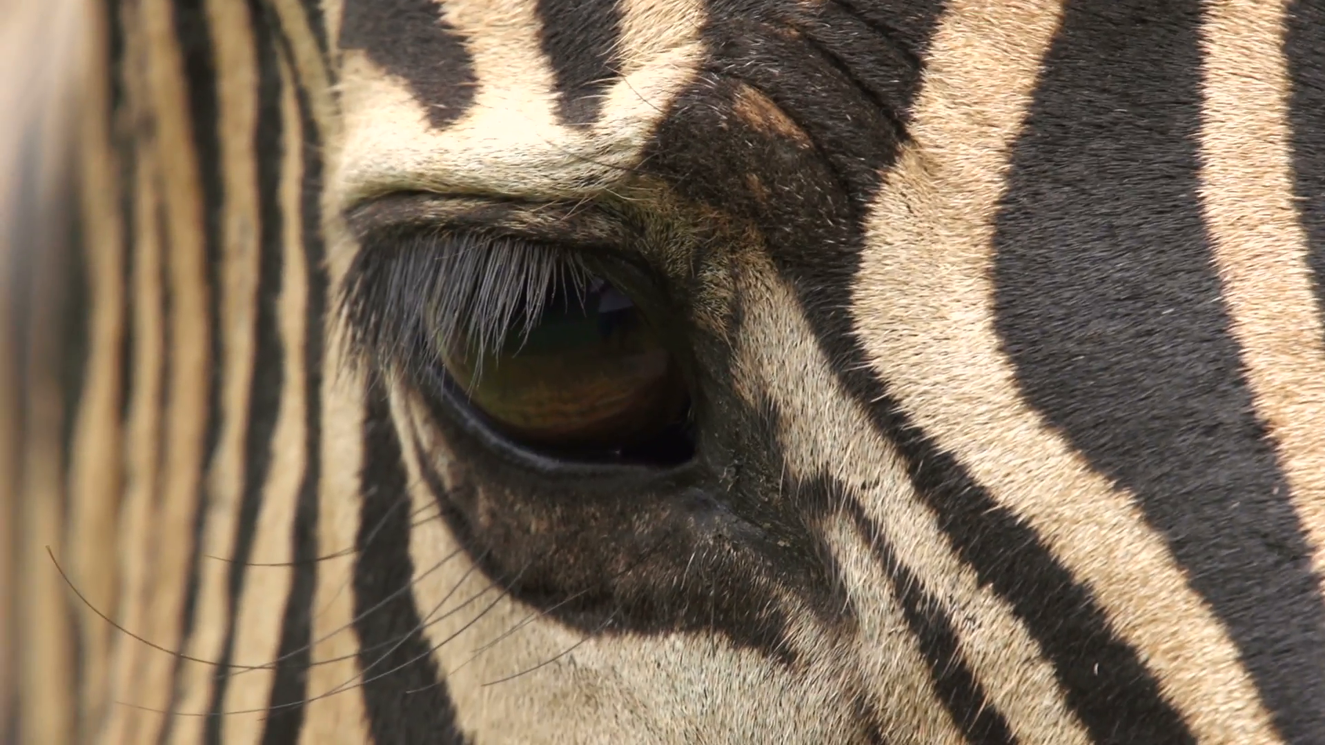 Close-up of zebra's eye, South Africa Stock Video Footage - VideoBlocks