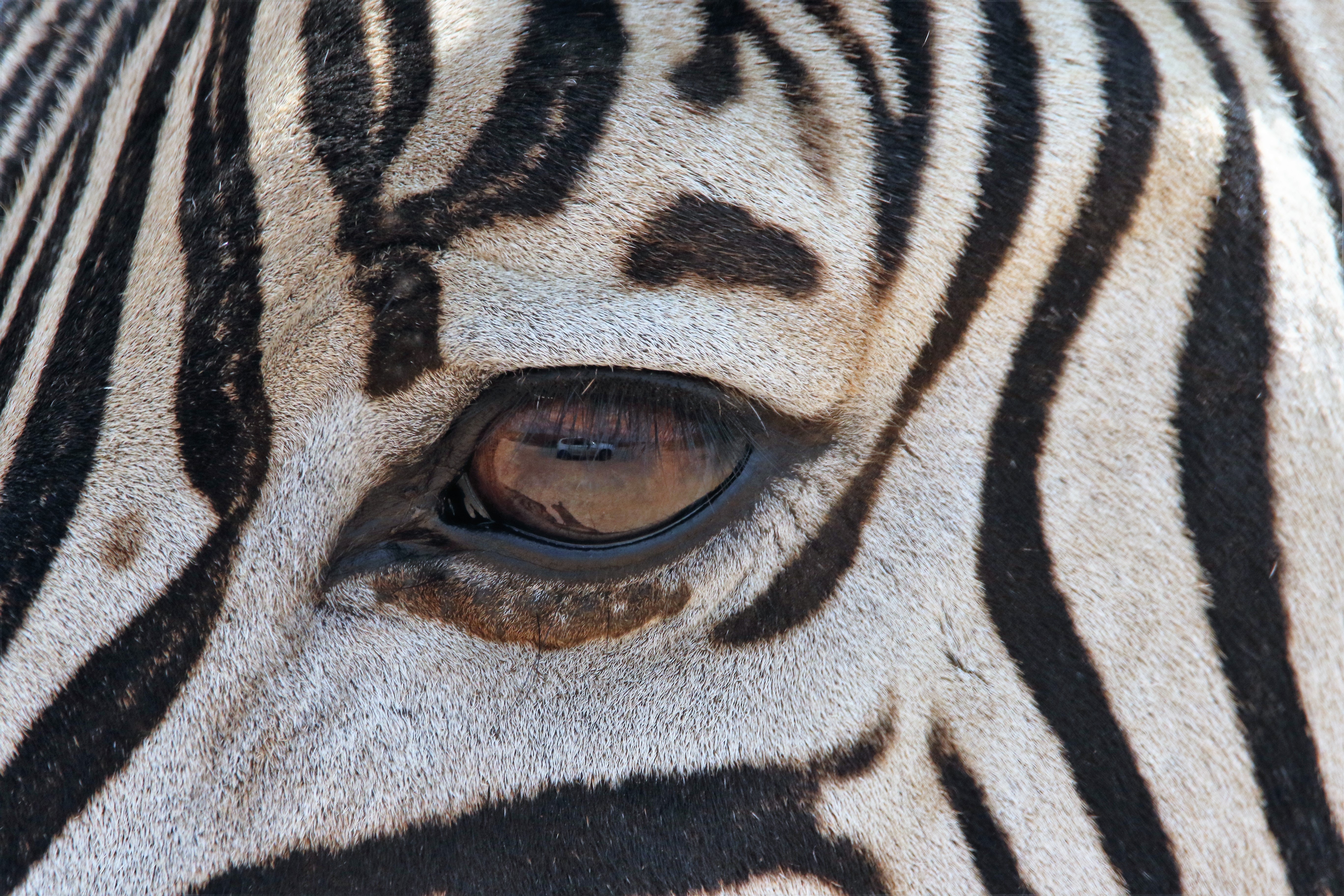 Zebra's Eye, Animal, Herbivore, Wildlife, Wild animal, HQ Photo