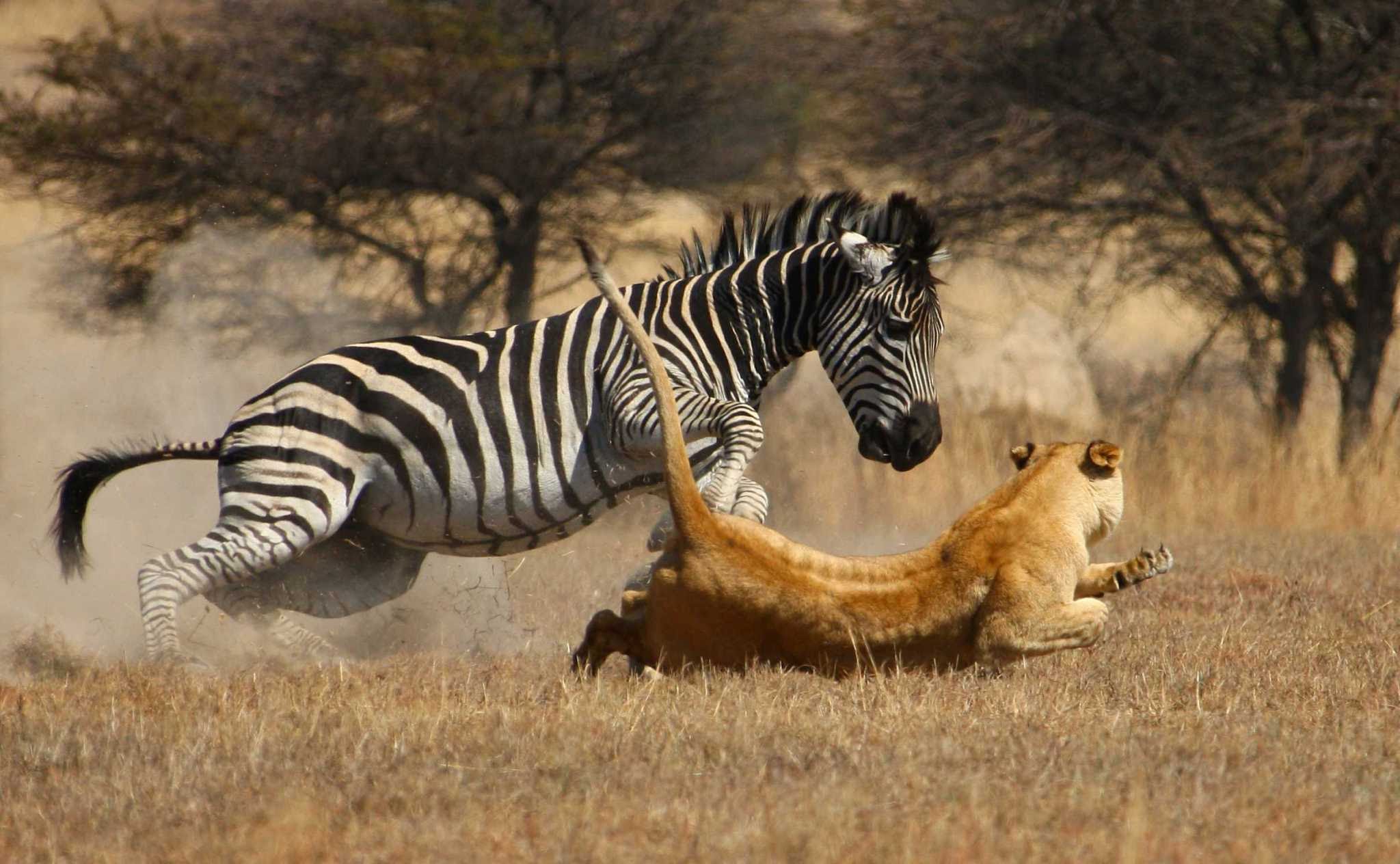 Конкуренция между хищниками. Лев и Зебра хищничество. Гепард охотится на зебру.