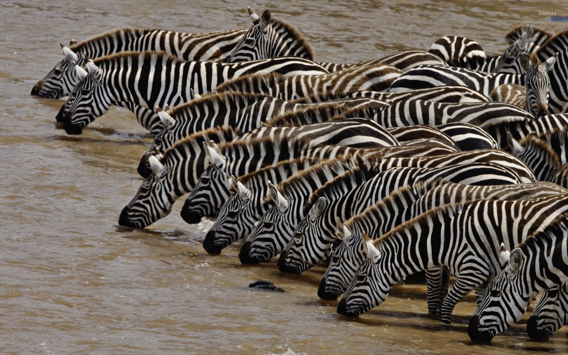 Zebras drinking water photo