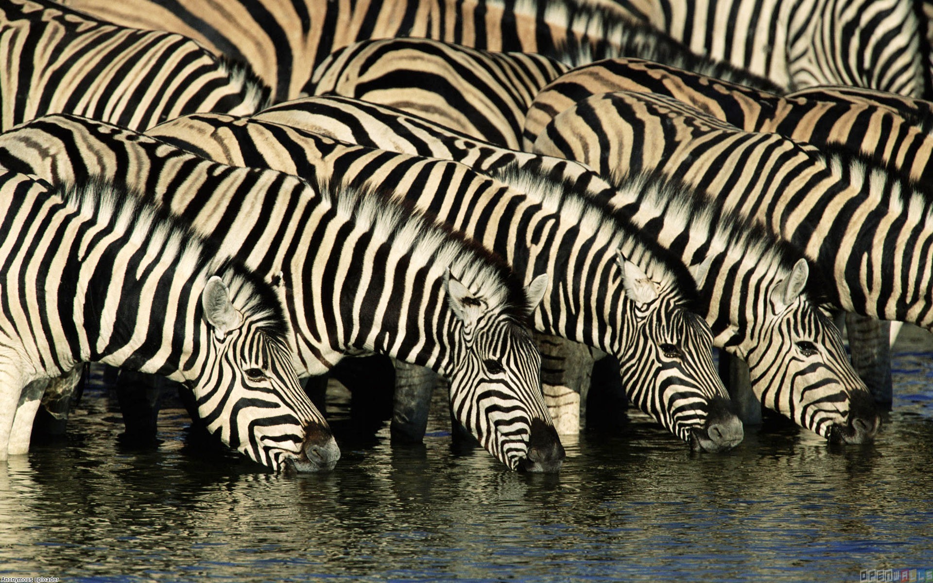 Zebras drinking water wallpaper #3343 - Open Walls