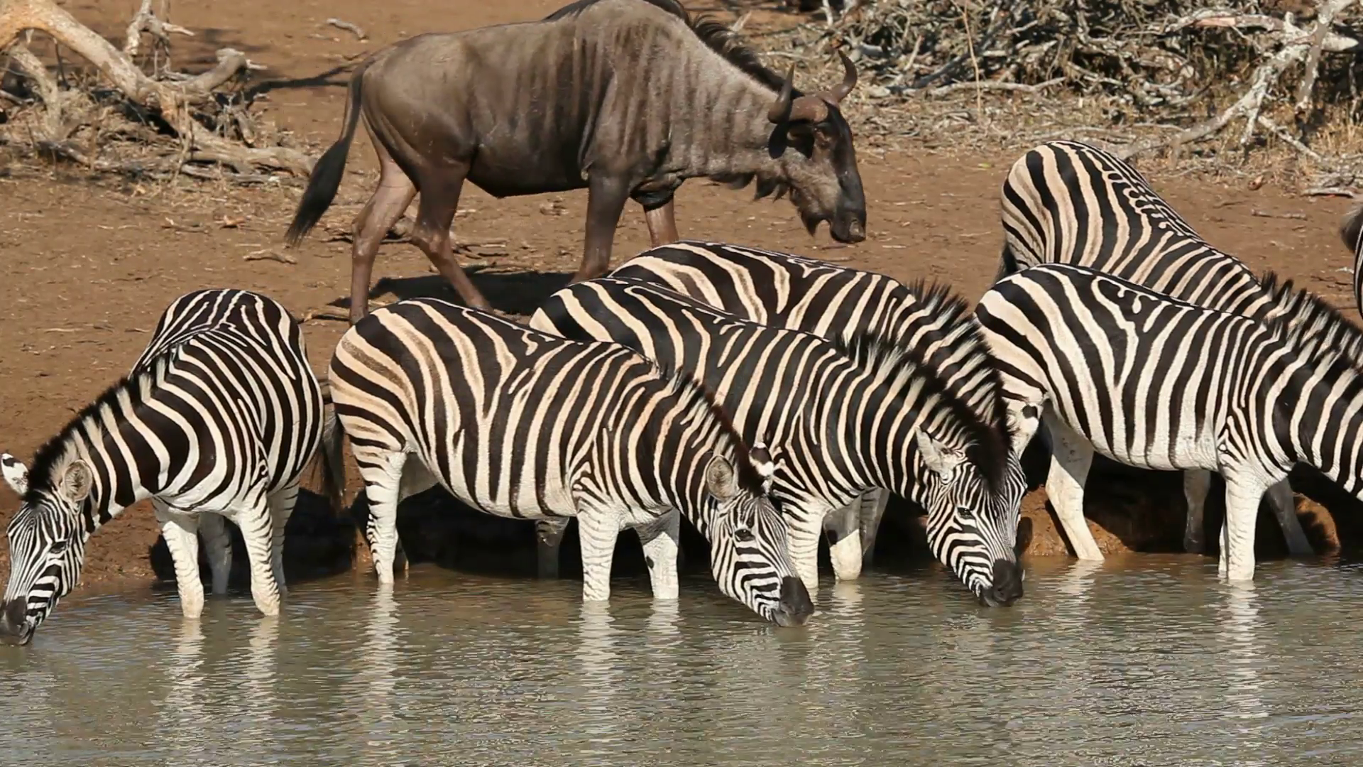 Plains zebras drinking water with blue wildebeest walking by, Mkuze ...