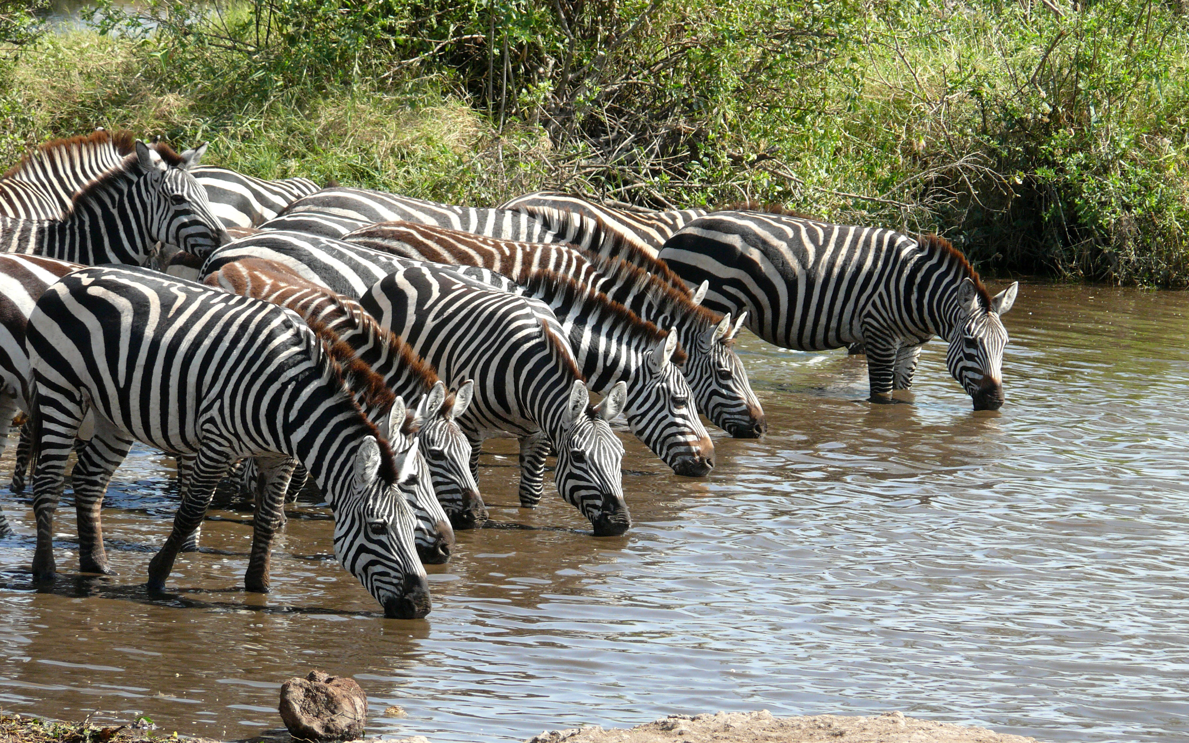 Zebras Drinking Water Wallpaper Hd : Wallpapers13.com