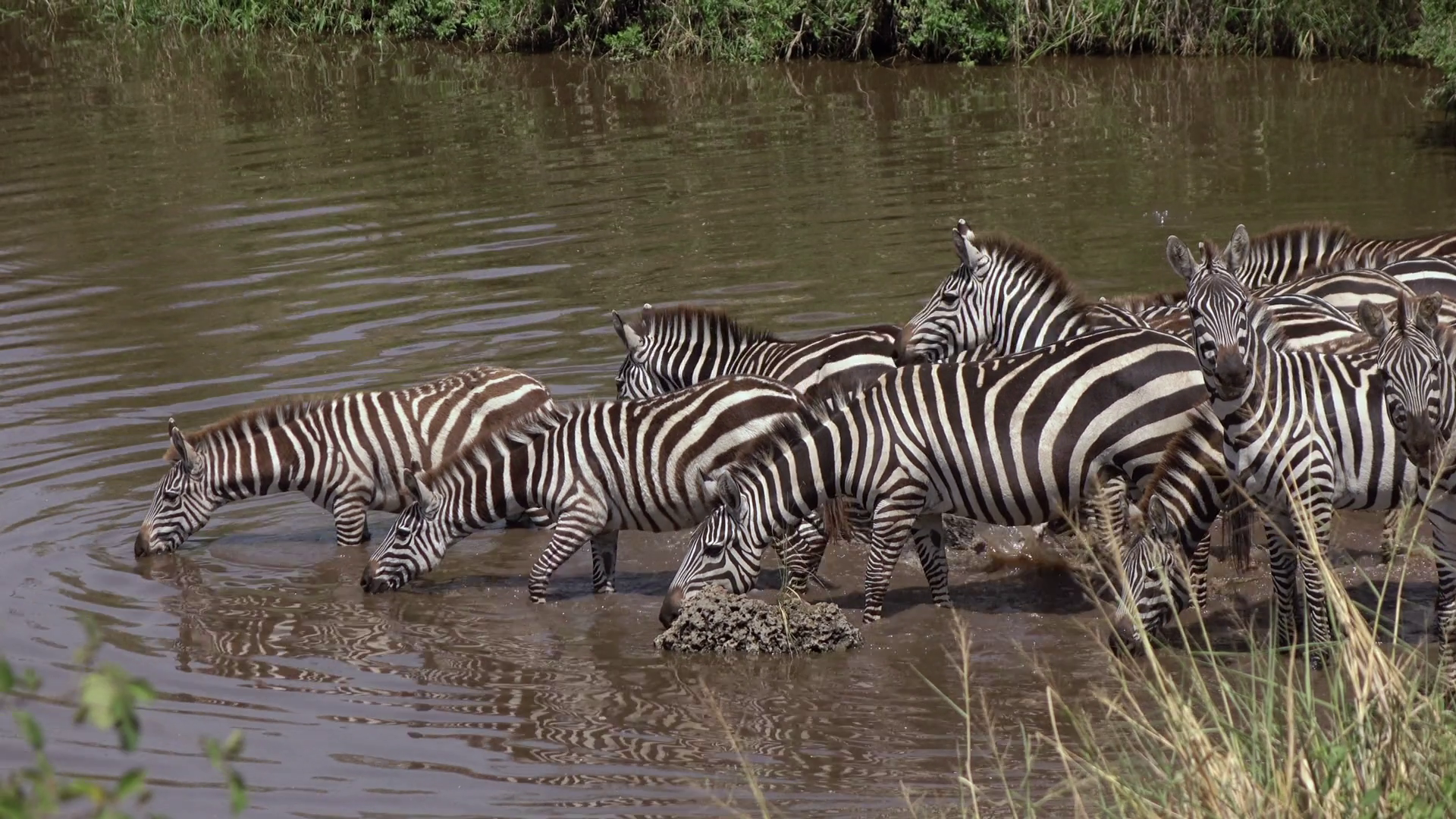 CLOSE UP: Carefree zebras coming to the lake drinking water in rural ...
