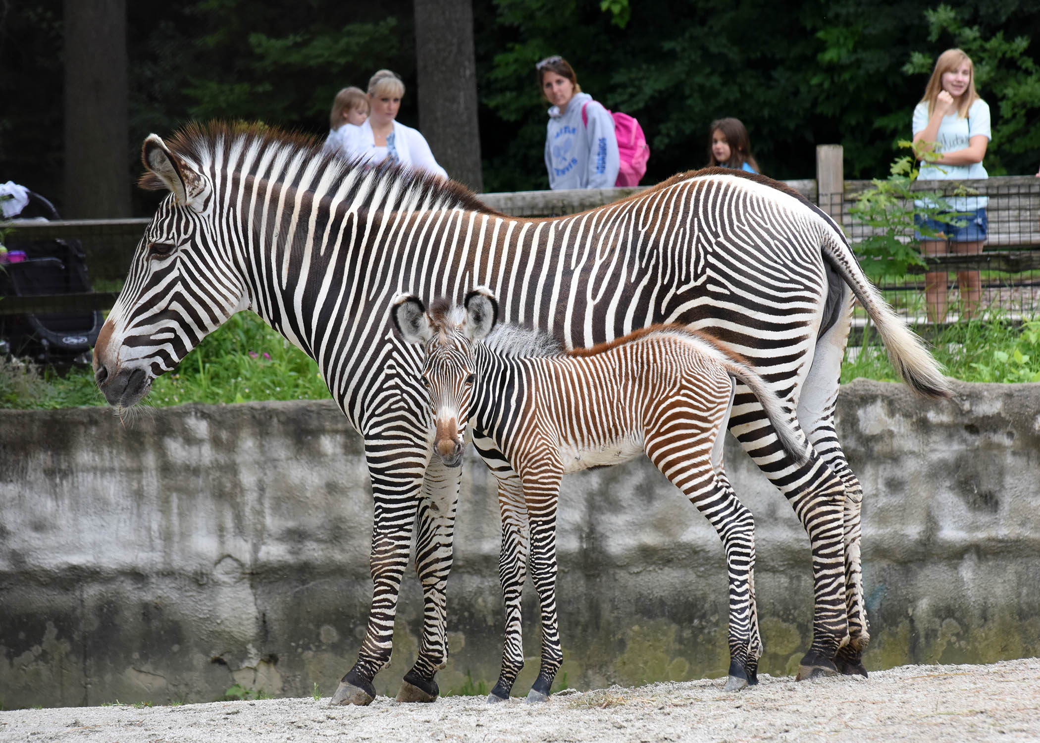 Zebras in havana photo