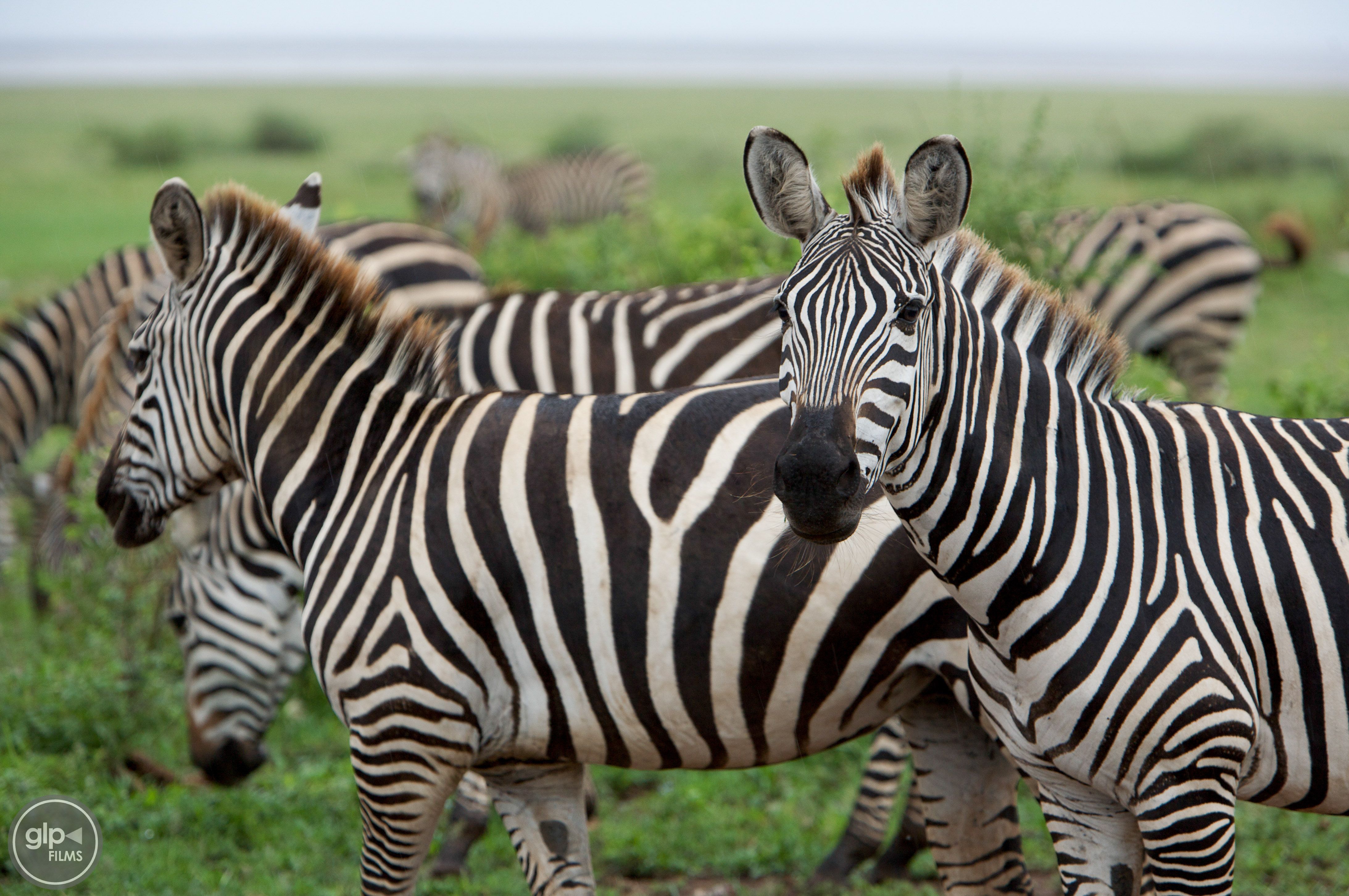 Zebras in Africa at the Manyara Ranch. | Africa | Pinterest | Ranch ...