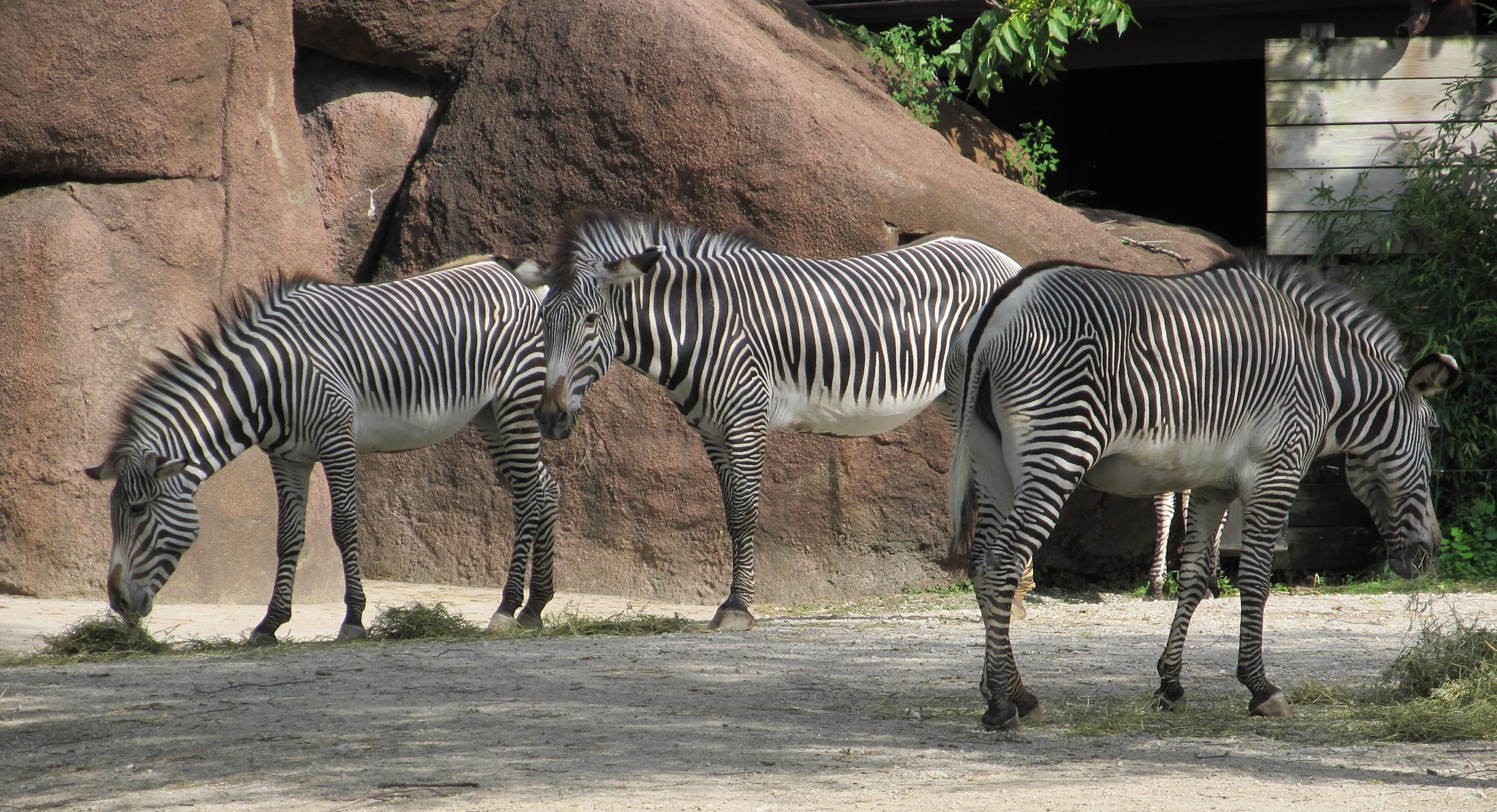 Zebras in the zoo photo