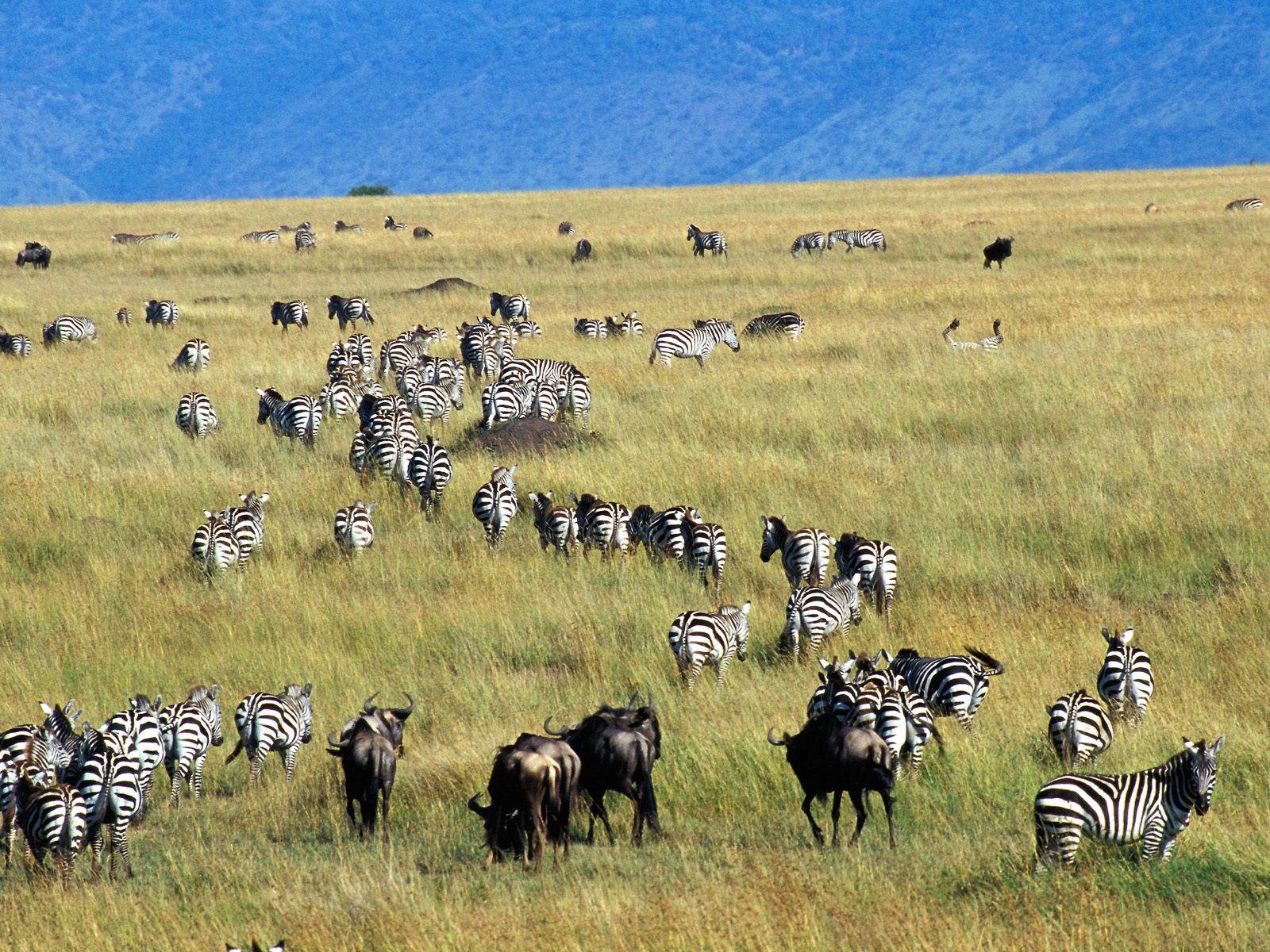 Zebra Migration Burchells Kenya Sky Field Zeebras Wildebeest ...