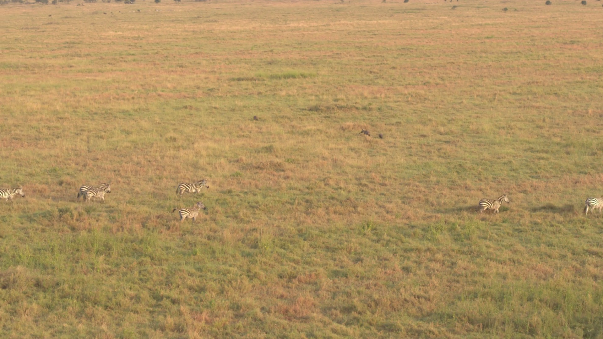 AERIAL: Wild zebras in big herd running in line across savanna field ...
