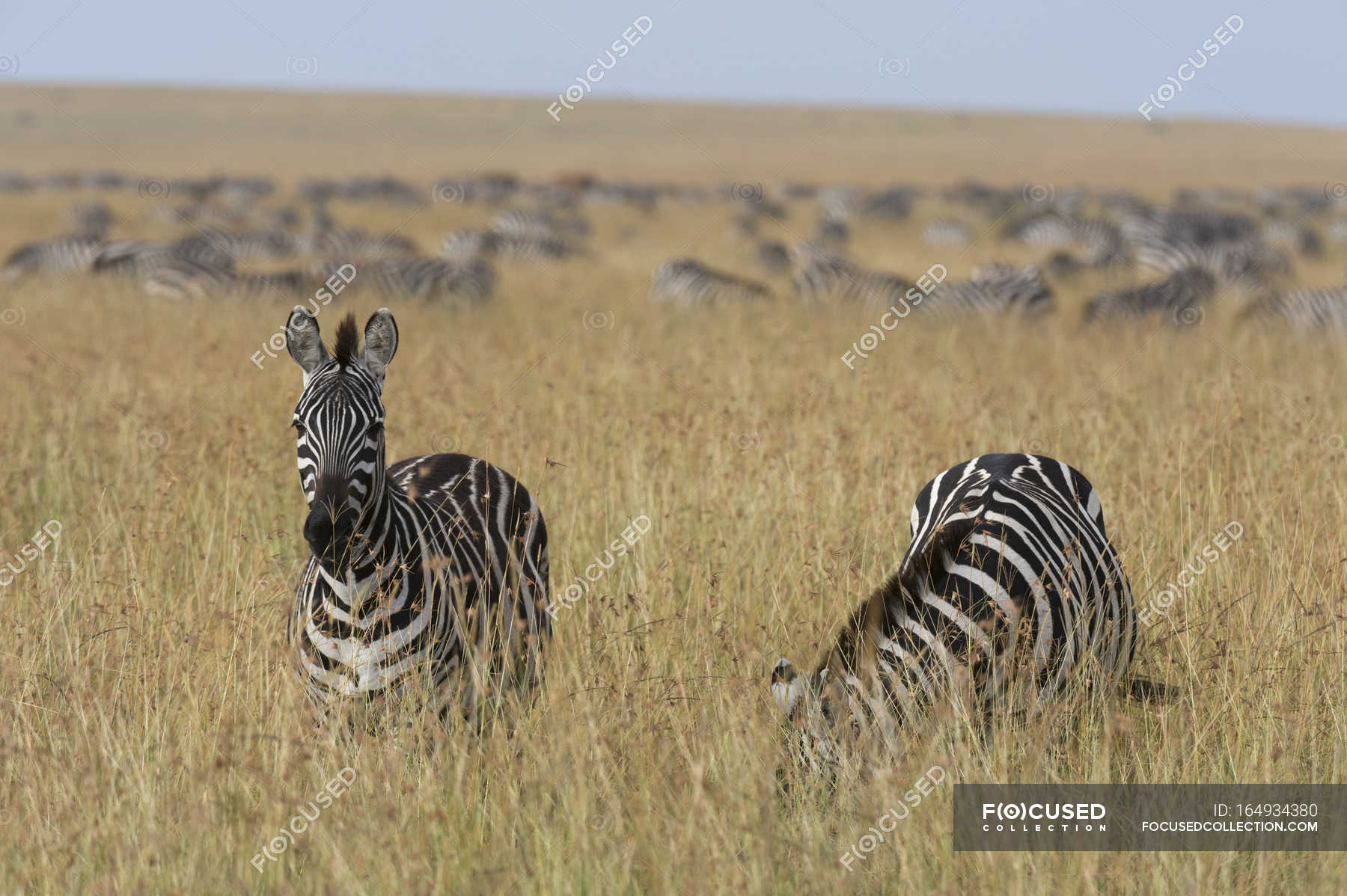 Plains zebras grazing at field in Masai Mara, Kenya, Africa — Stock ...