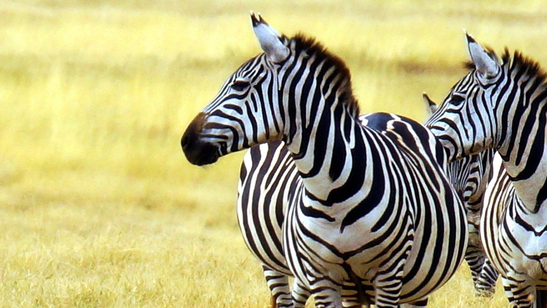 Animals: Zebra Zebras Funny Animal Picture Wallpaper for HD 16:9 ...