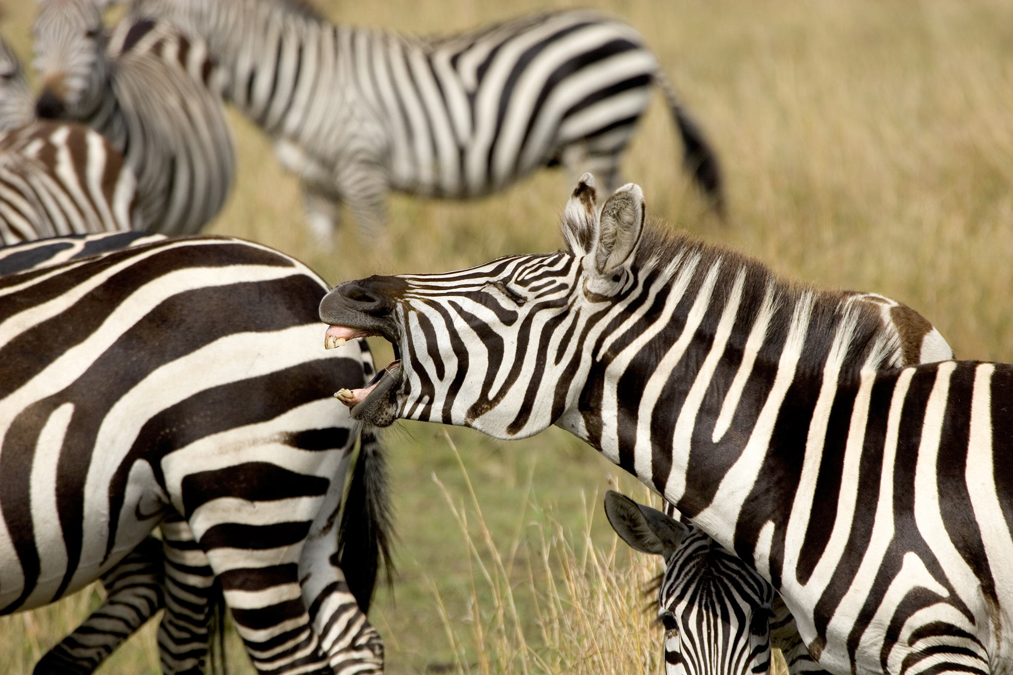 Why Do Zebras Have Stripes? New Study Makes Temperature Connection