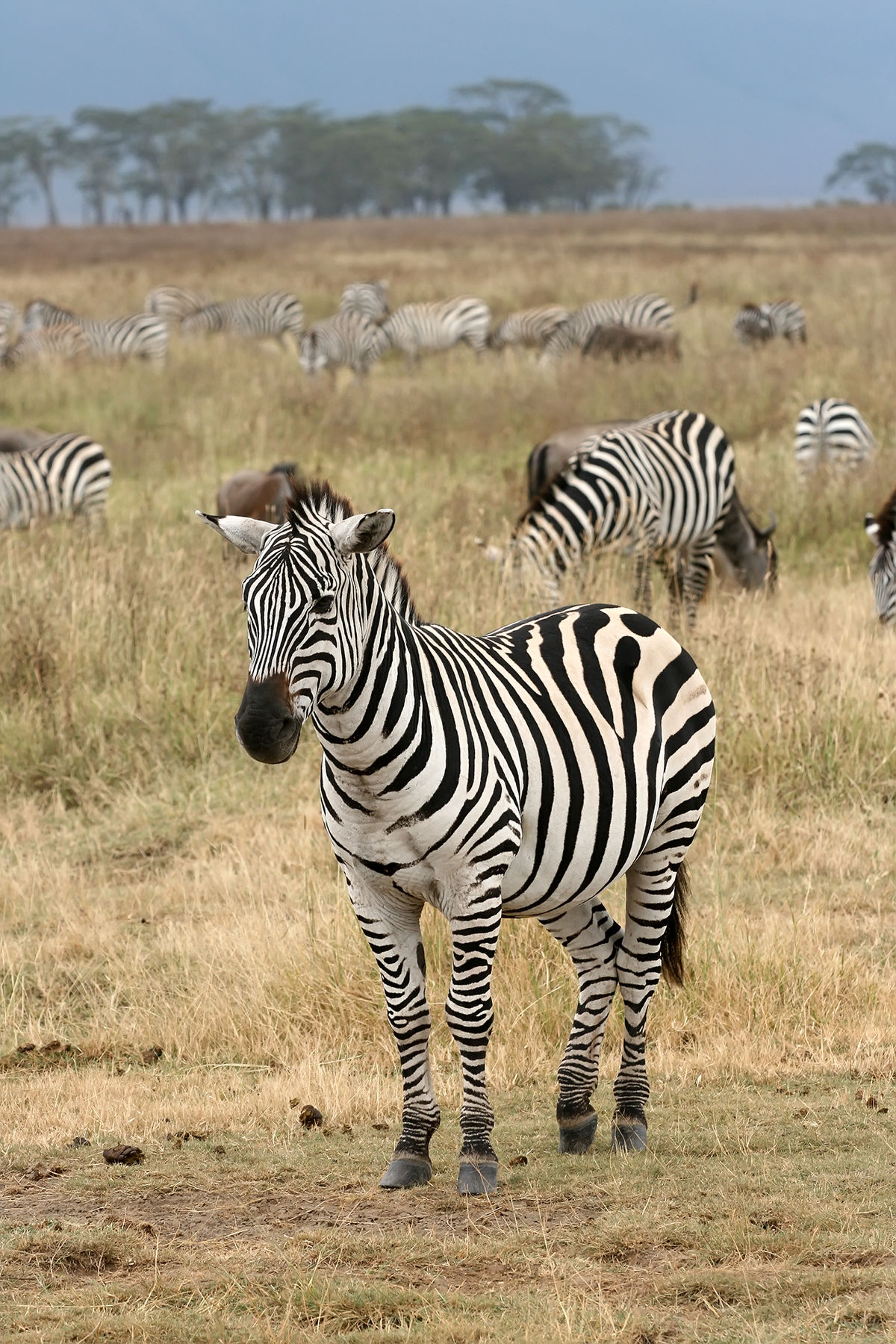Zebras on zebra photo