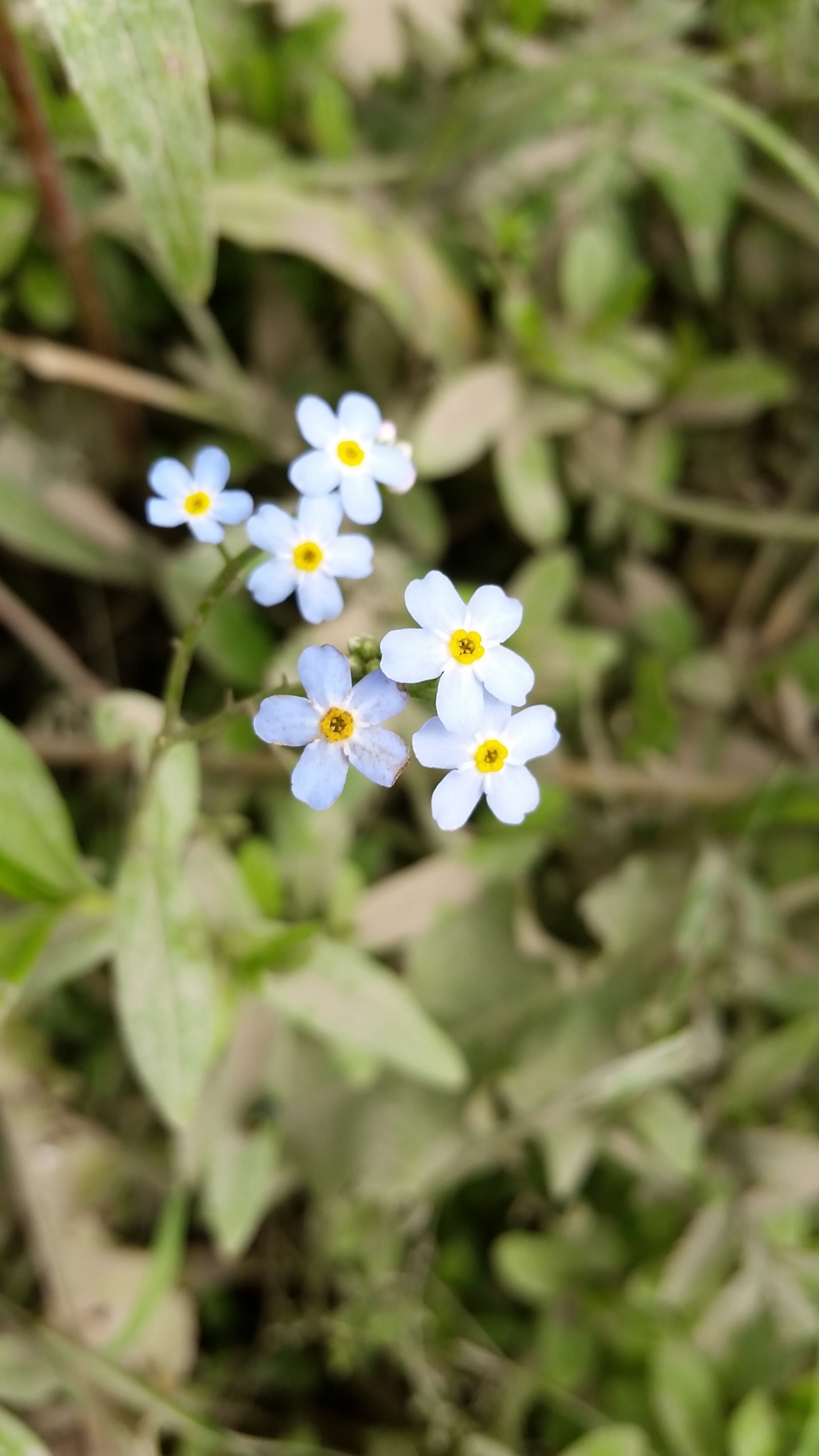 Foap.com: Tiny flowers | pamela.zenns, blossom, botany, flora stock ...