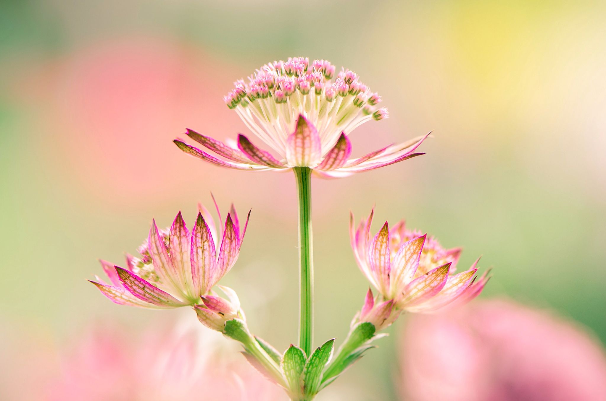 Wild & Proud by Ngoc Ngo on 500px | Floral Beauty | Pinterest ...