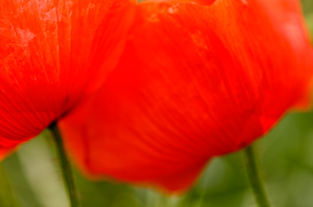Zenn's Tulips, Abstract, Blurry, Flower, Red, HQ Photo
