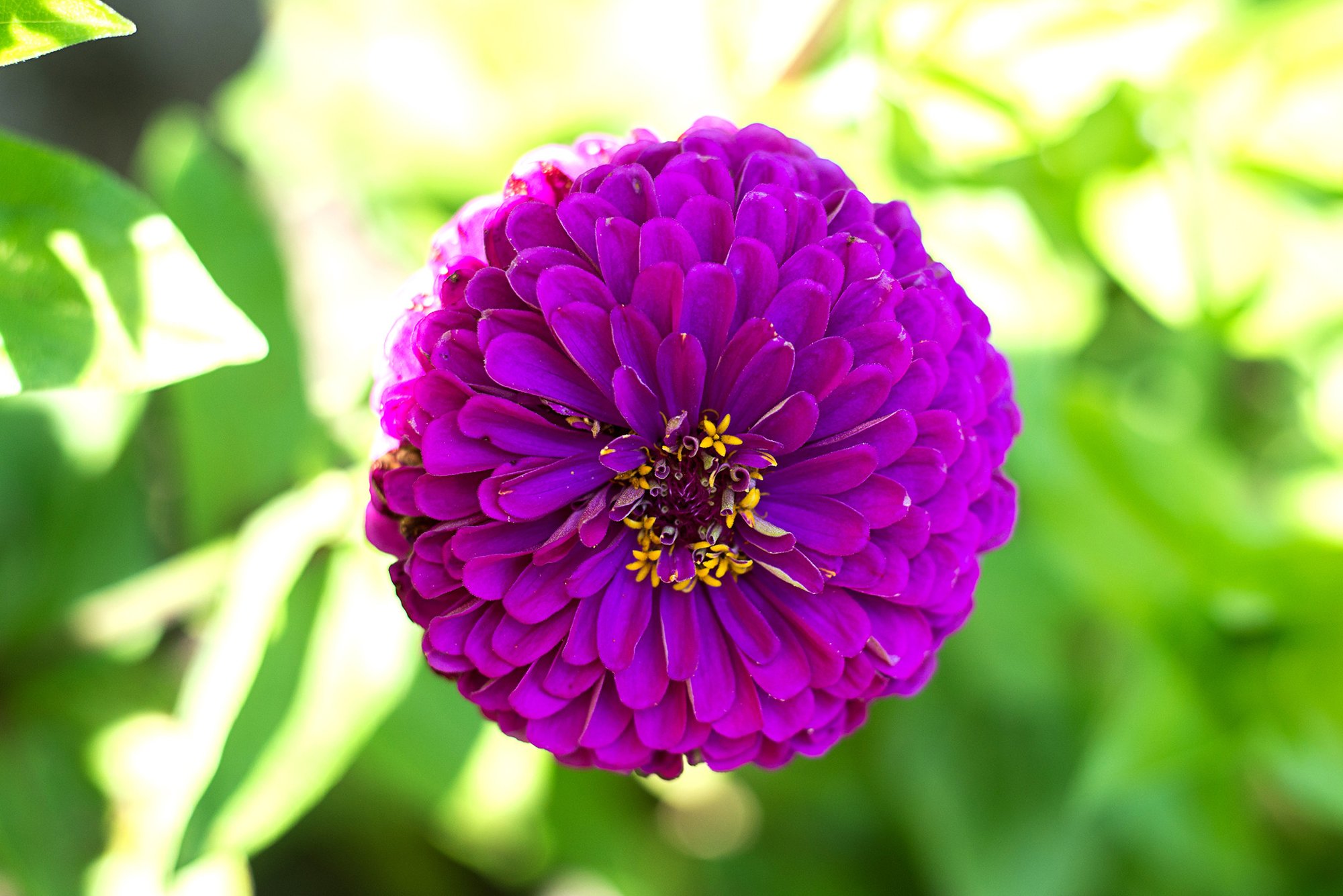 ZINNIA - ROYAL PURPLE **sold out**