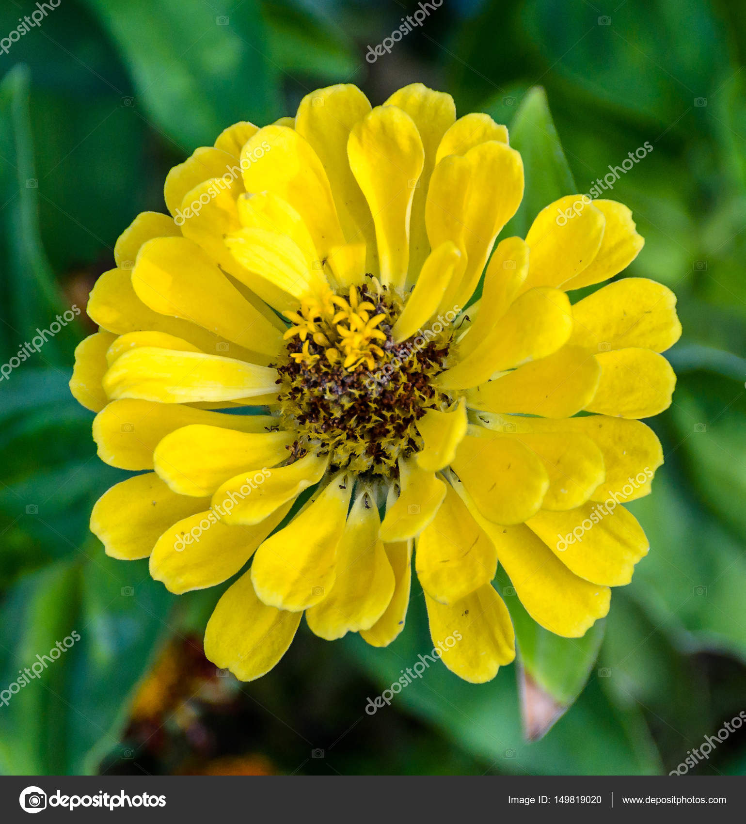 Yellow zinnia flower, close up, green background — Stock Photo ...
