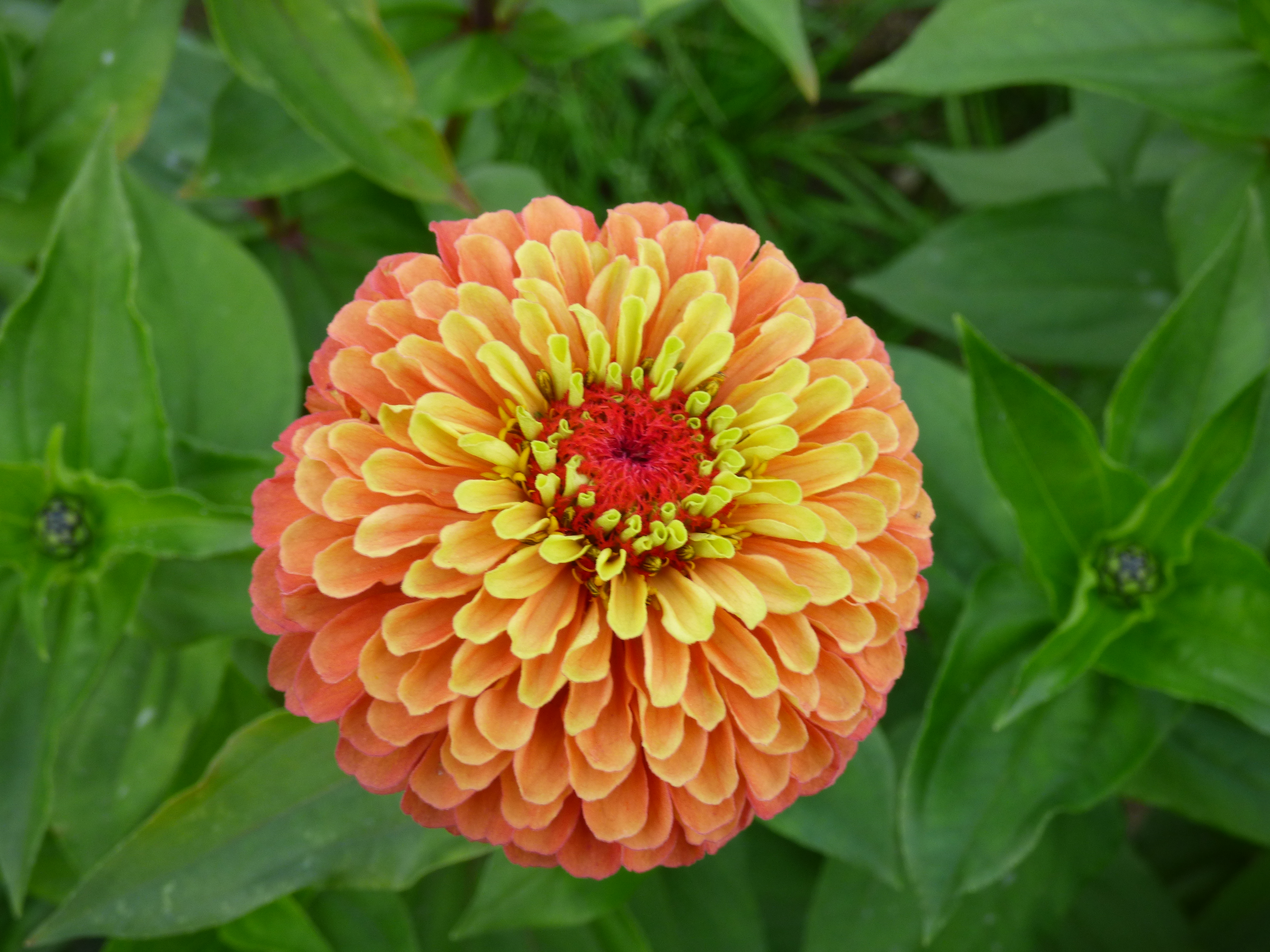 Zinnia Queeny Lime Orange | All-America Selections