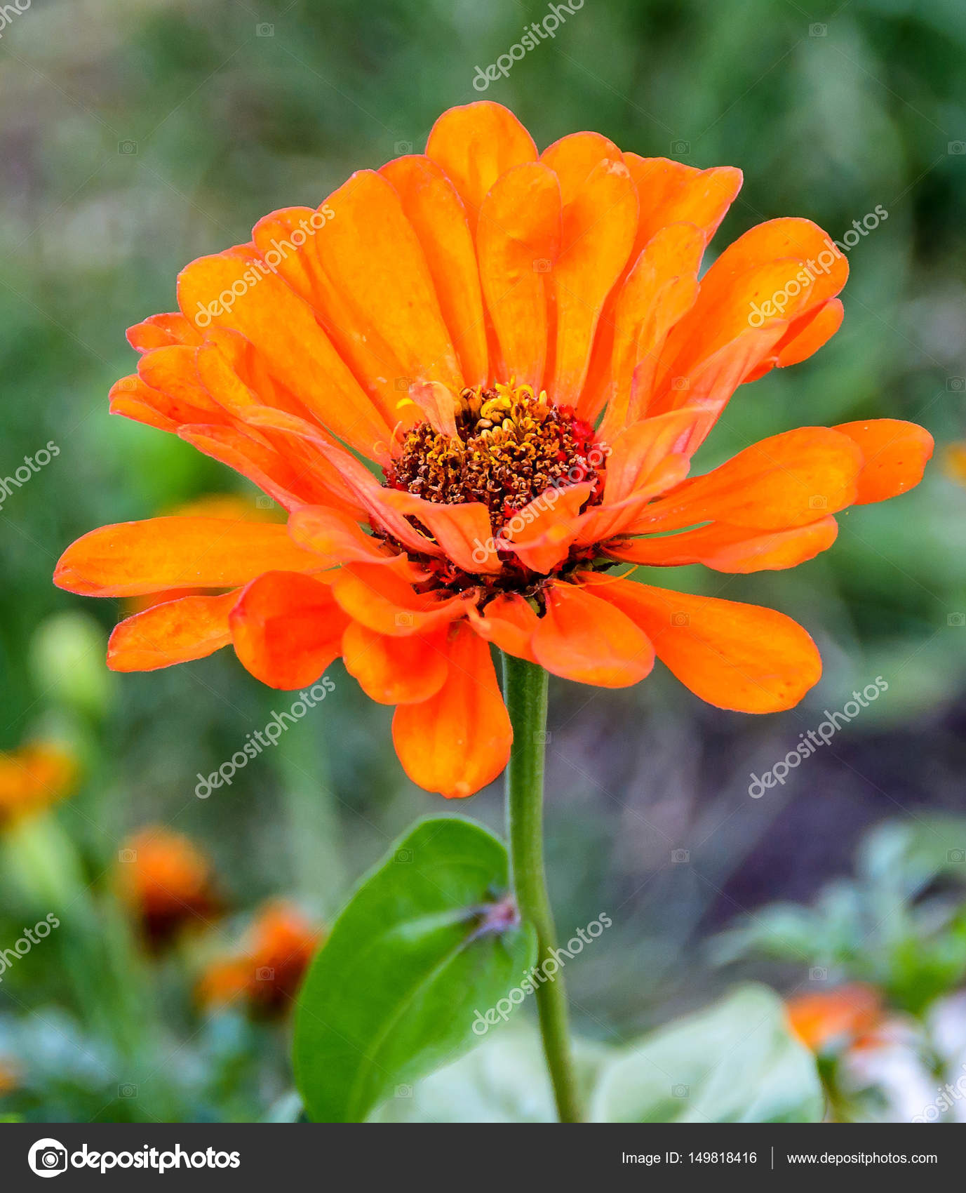 Orange zinnia flower, close up, green background — Stock Photo ...