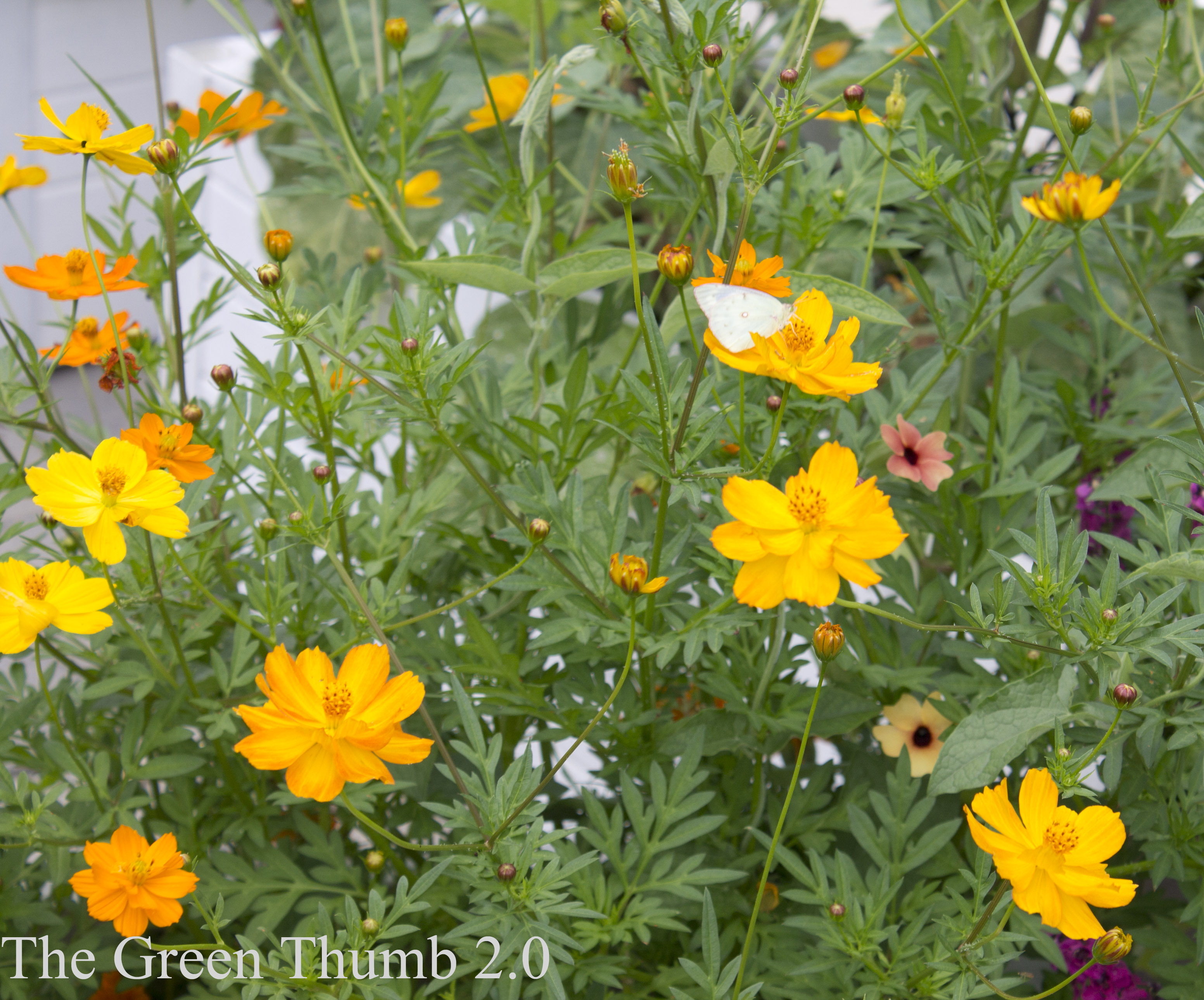 Container Garden Runners-Up 2013 – Zinnias and Cosmos | The Green ...