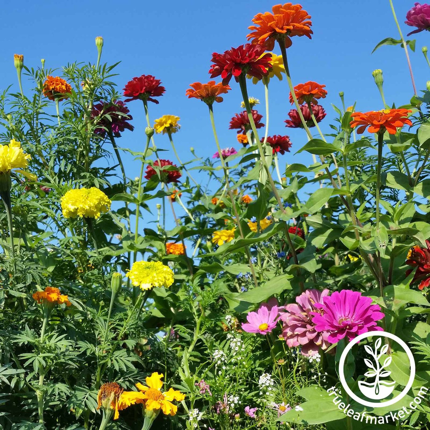 Annual Flower Seed Mix | Zinnias, Cosmos, Poppies & More