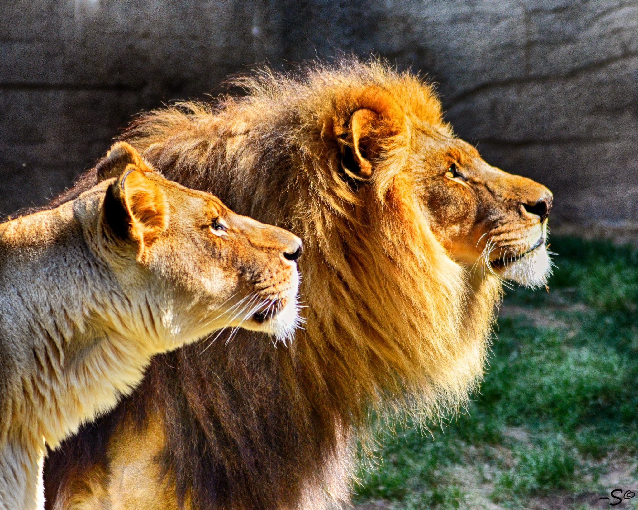 Tulsa Zoo Mourns Beloved Kofi the Lion | Tulsa Zoo