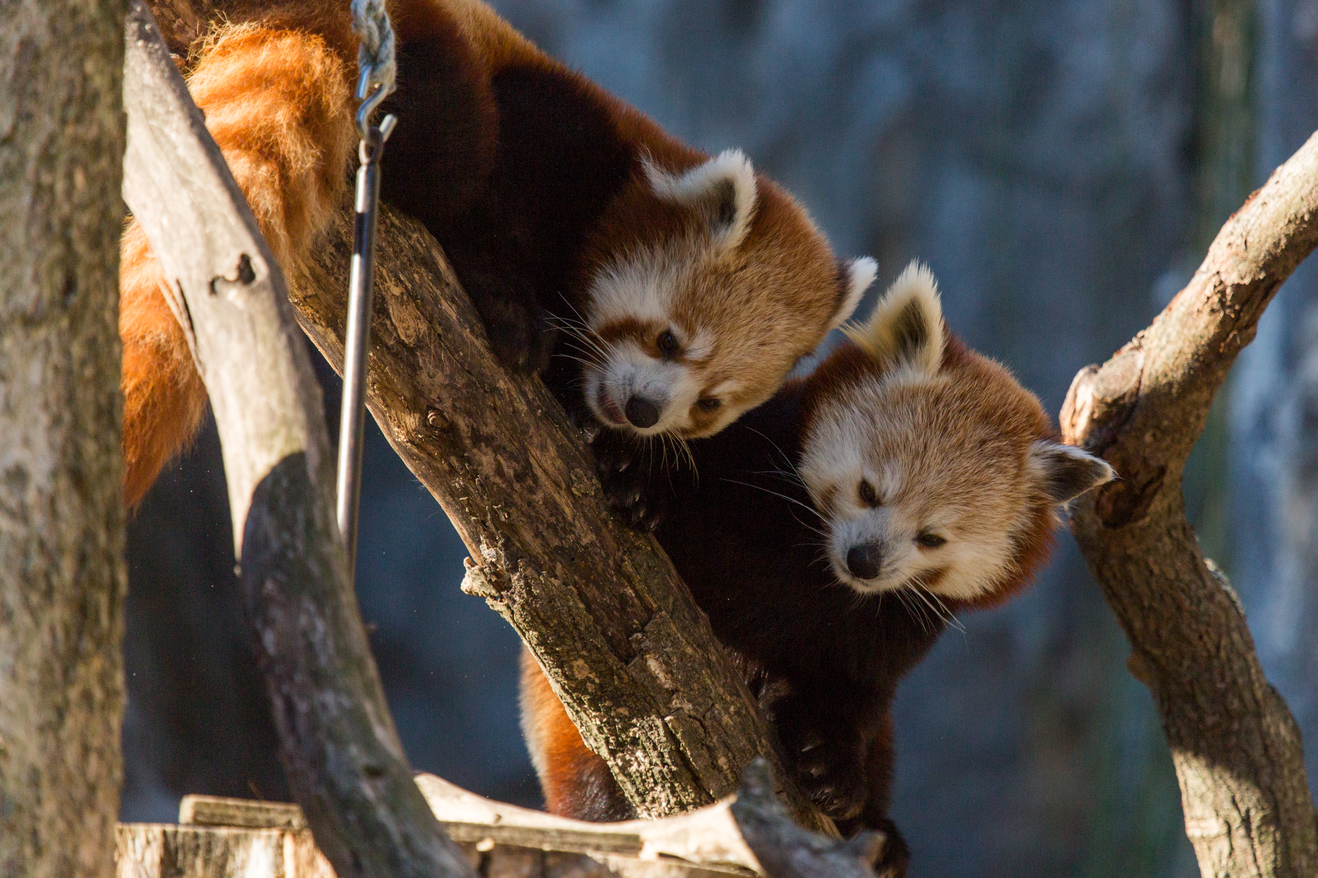 New at the Zoo: Meet Red Pandas Nutmeg and Jackie | Smithsonian's ...