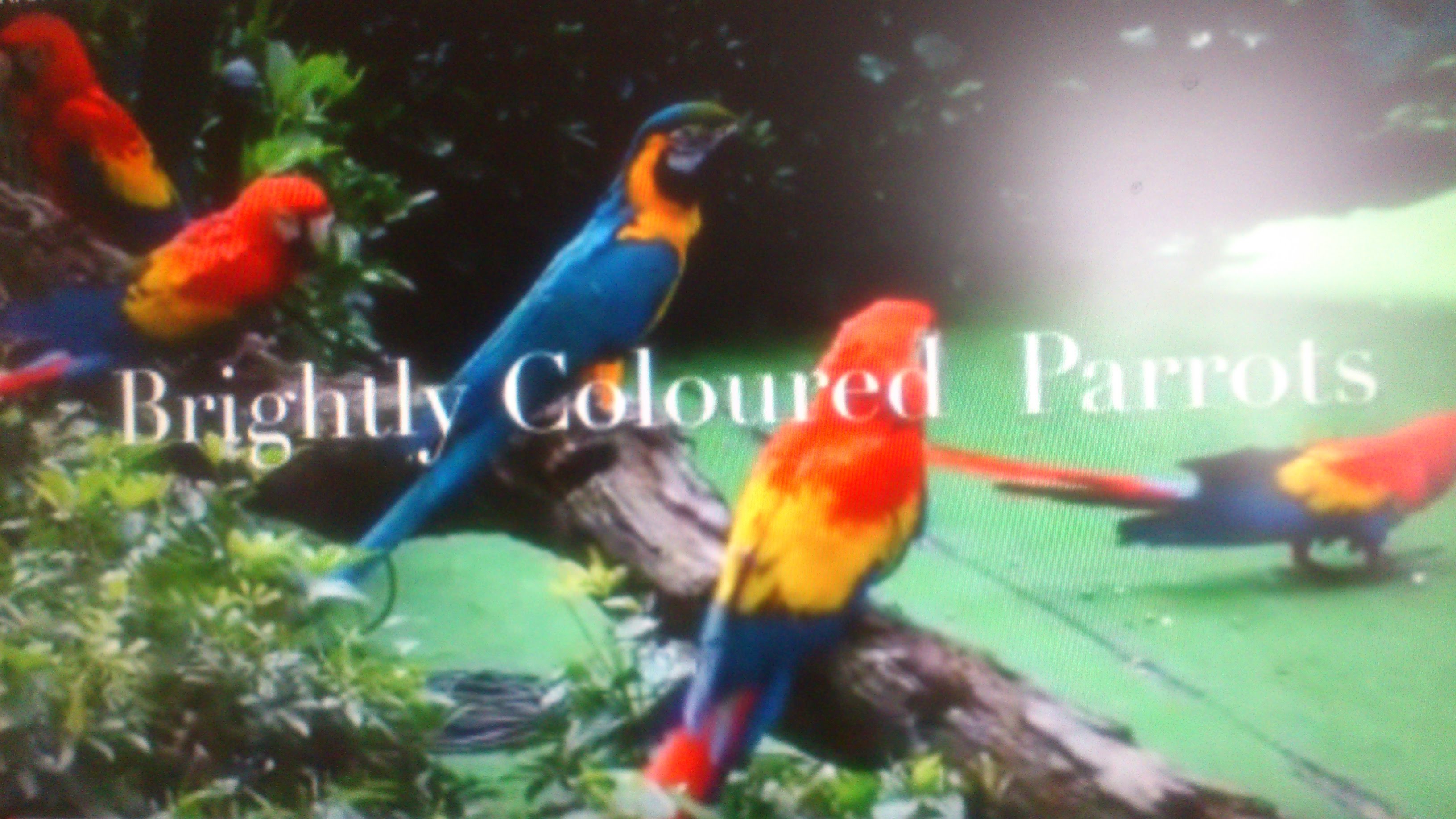BRIGHTLY COLOURED PARROTS IN MYSORE ZOO, 2015 ( HD ) - YouTube
