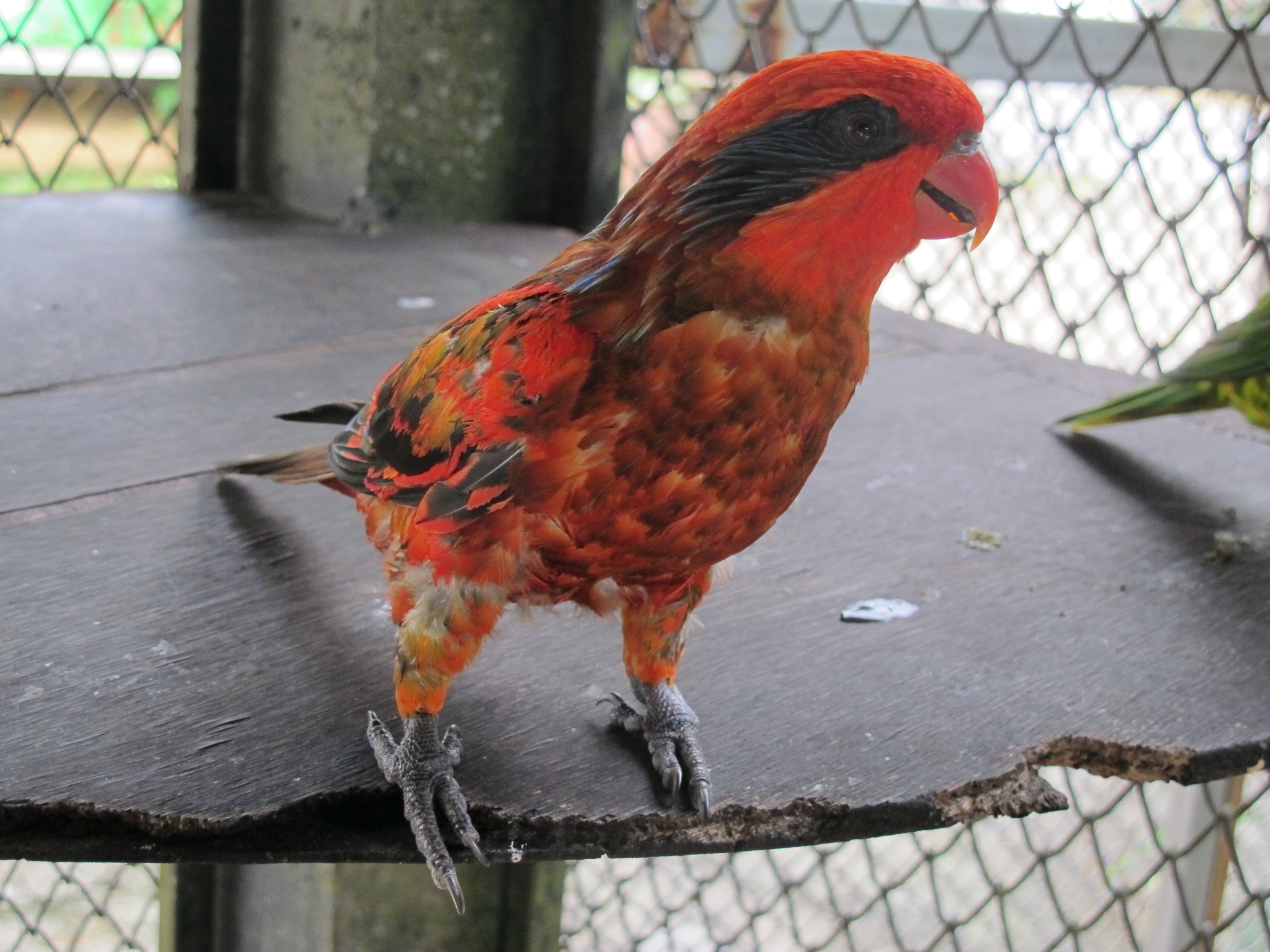 Free Images : zoo, beak, chicken, fauna, rooster, plumage, birds ...