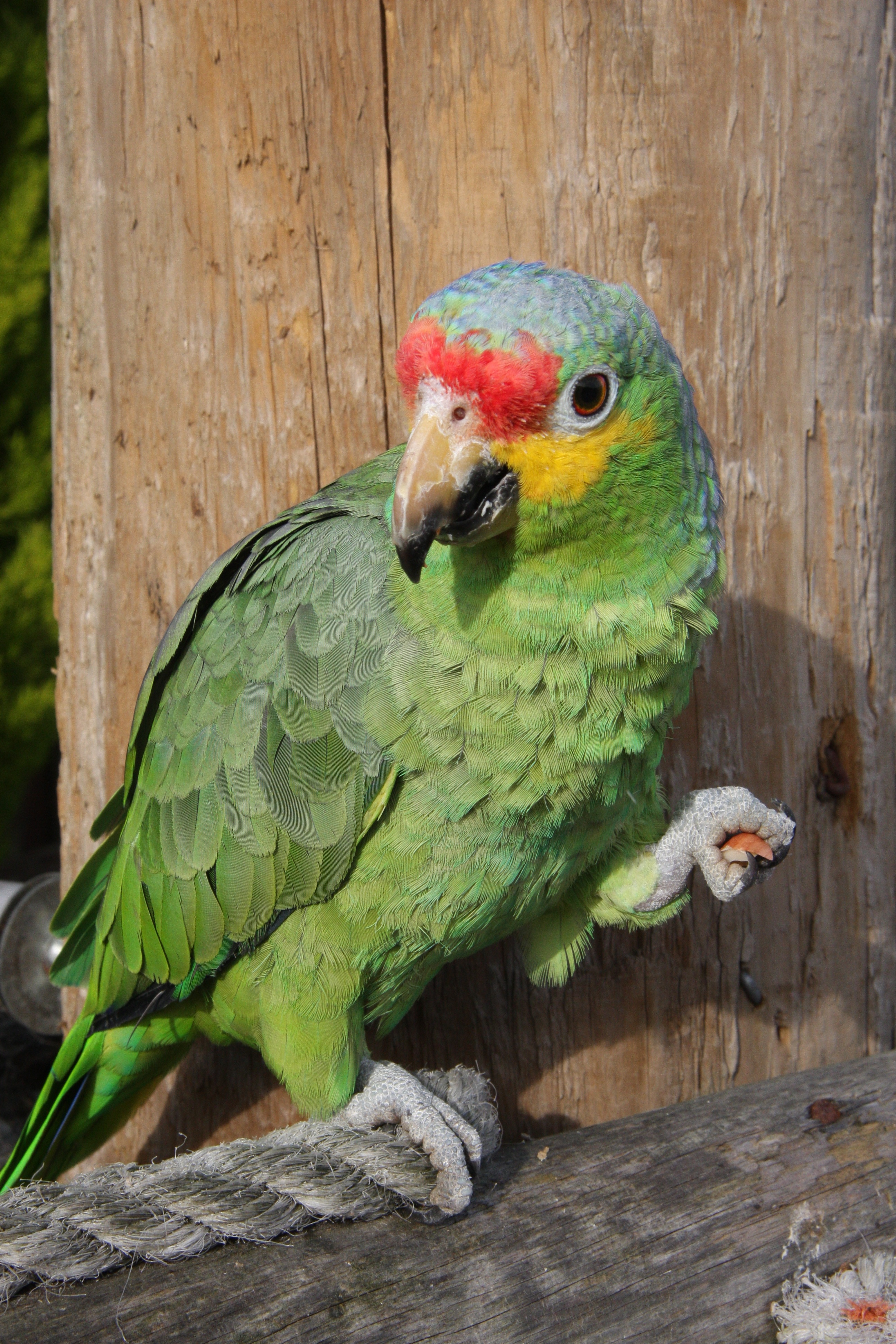 File:Amazona autumnalis -The Parrot Zoo, Friskney, Lincolnshire ...