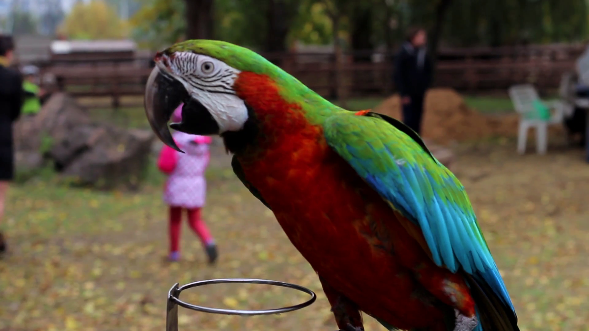 Painted Parrot on the Background of People in the Zoo Runs on a ...