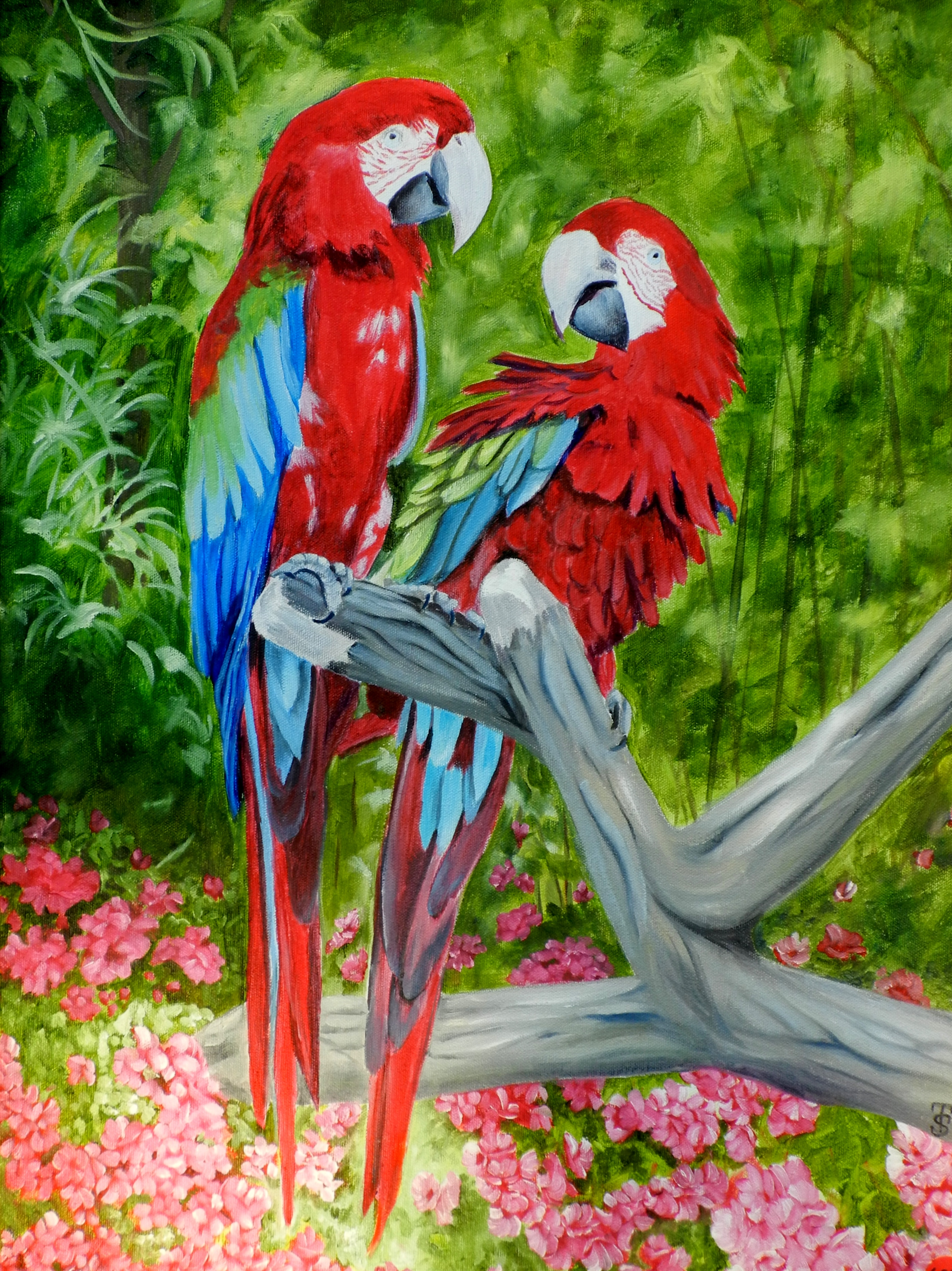 Painting of Zoo Parrots — Draw Mix Paint Forum