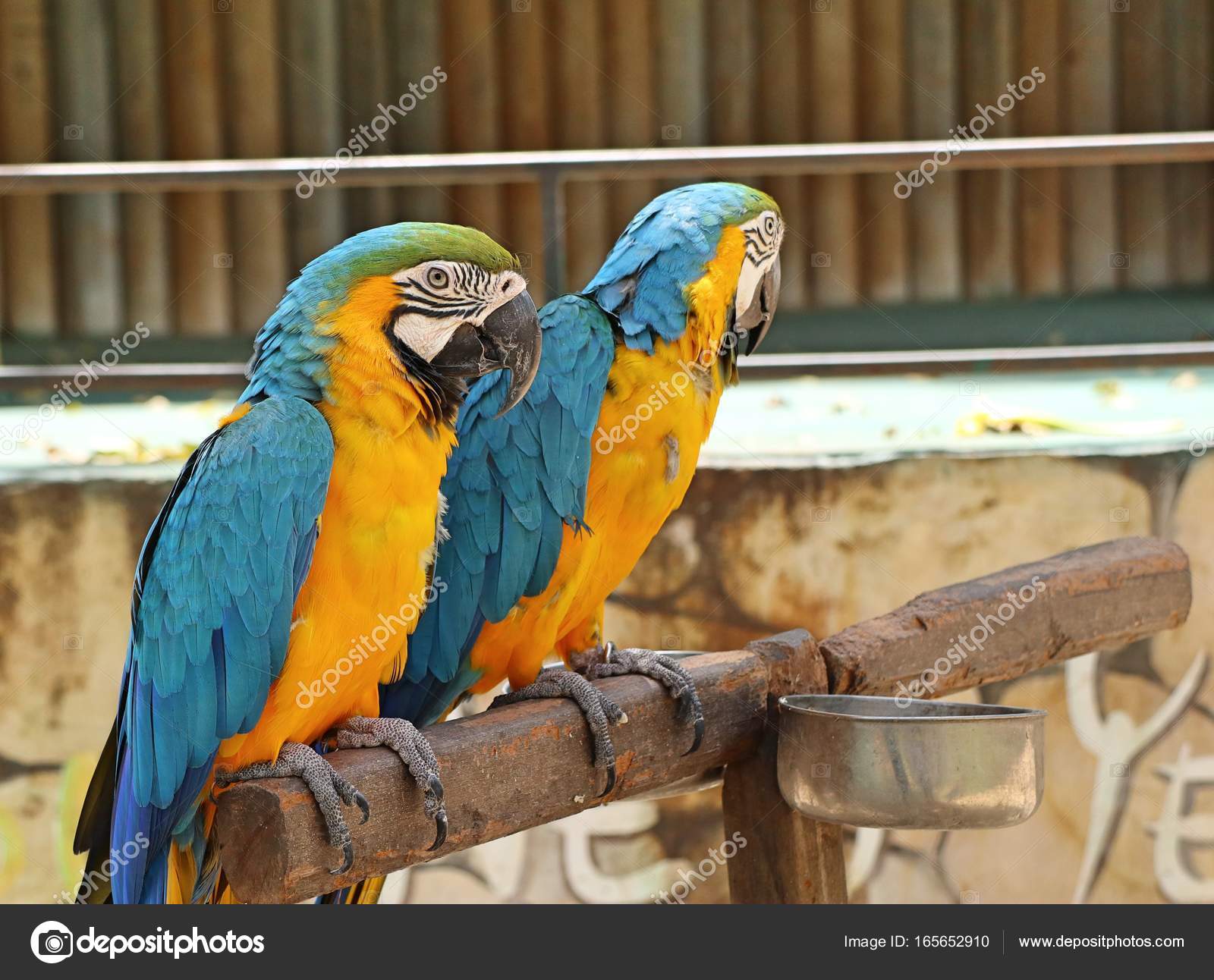 parrot in the zoo — Stock Photo © oilslo #165652910