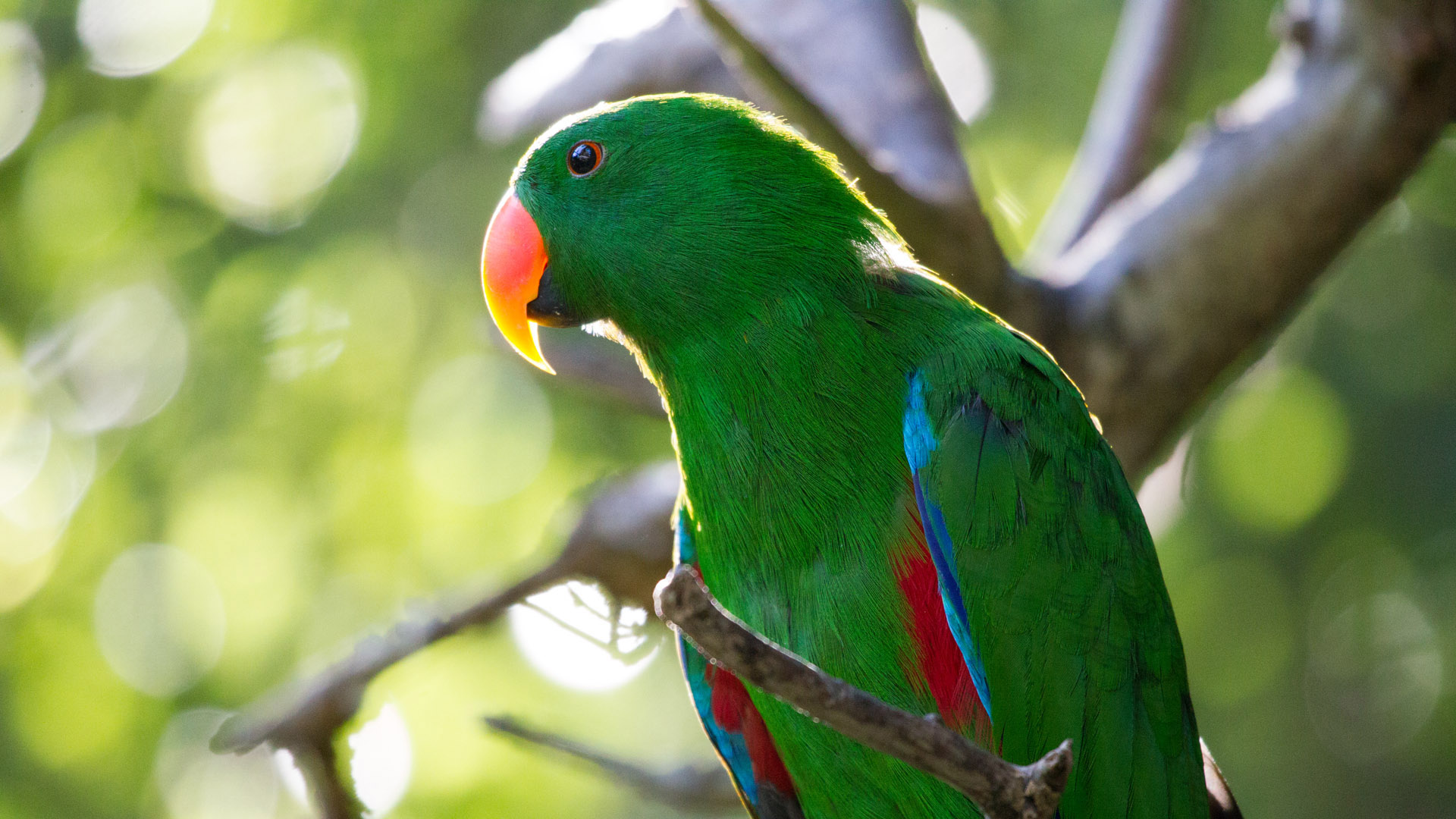 Eclectus Parrot | Perth Zoo