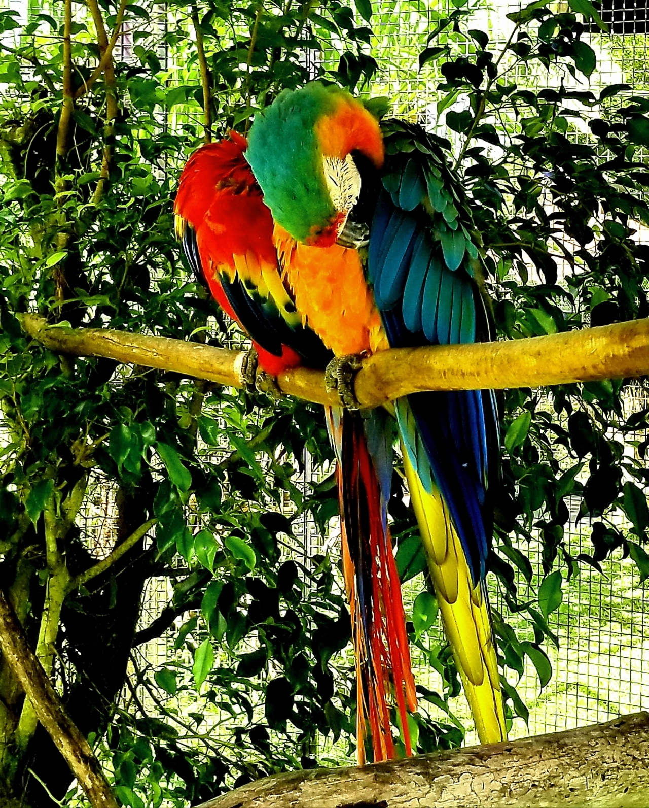Foap.com: 2 Parrots at zoo | leijay02, parrot, macaw, bird stock ...