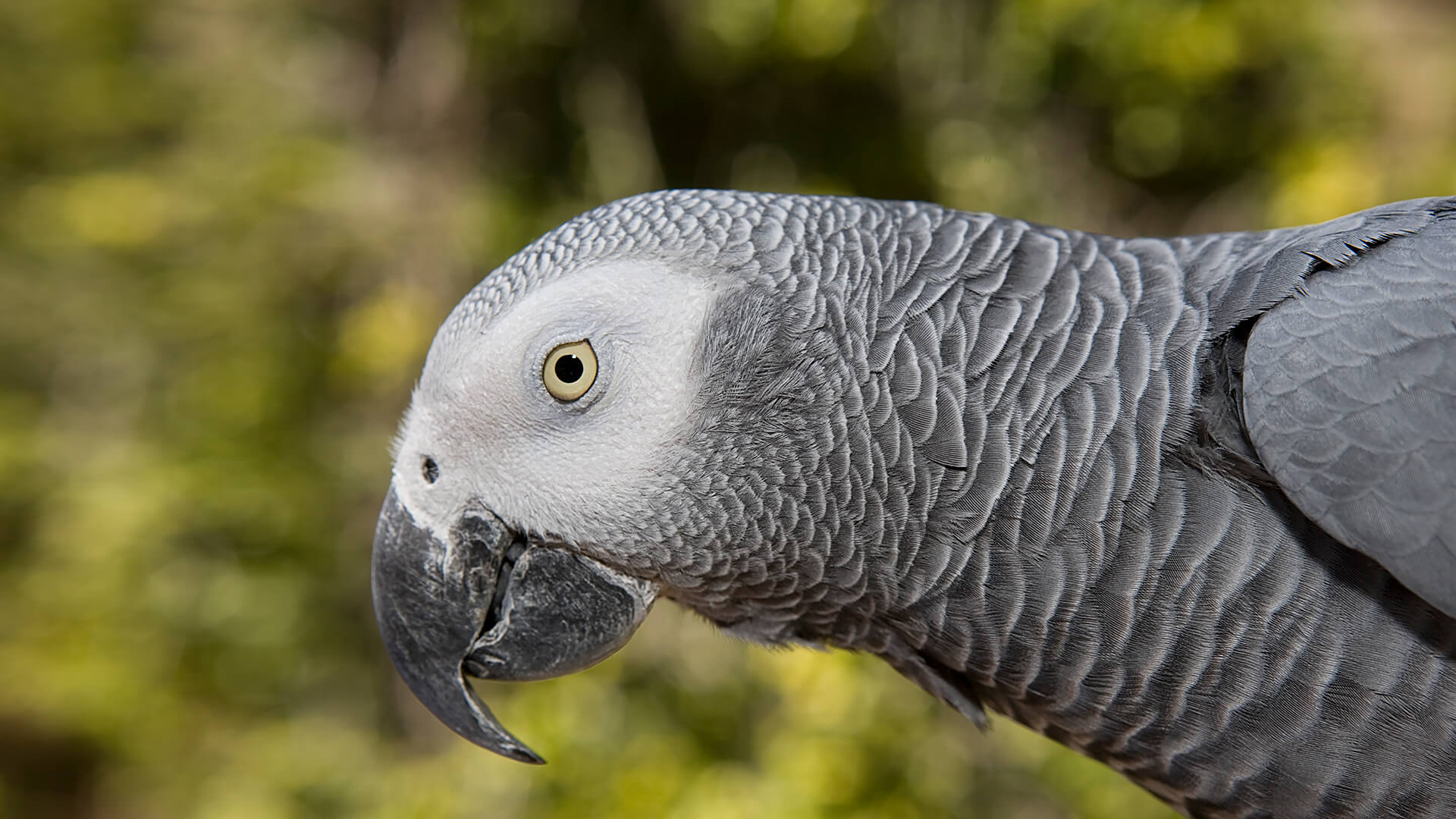 Parrot | San Diego Zoo Animals & Plants