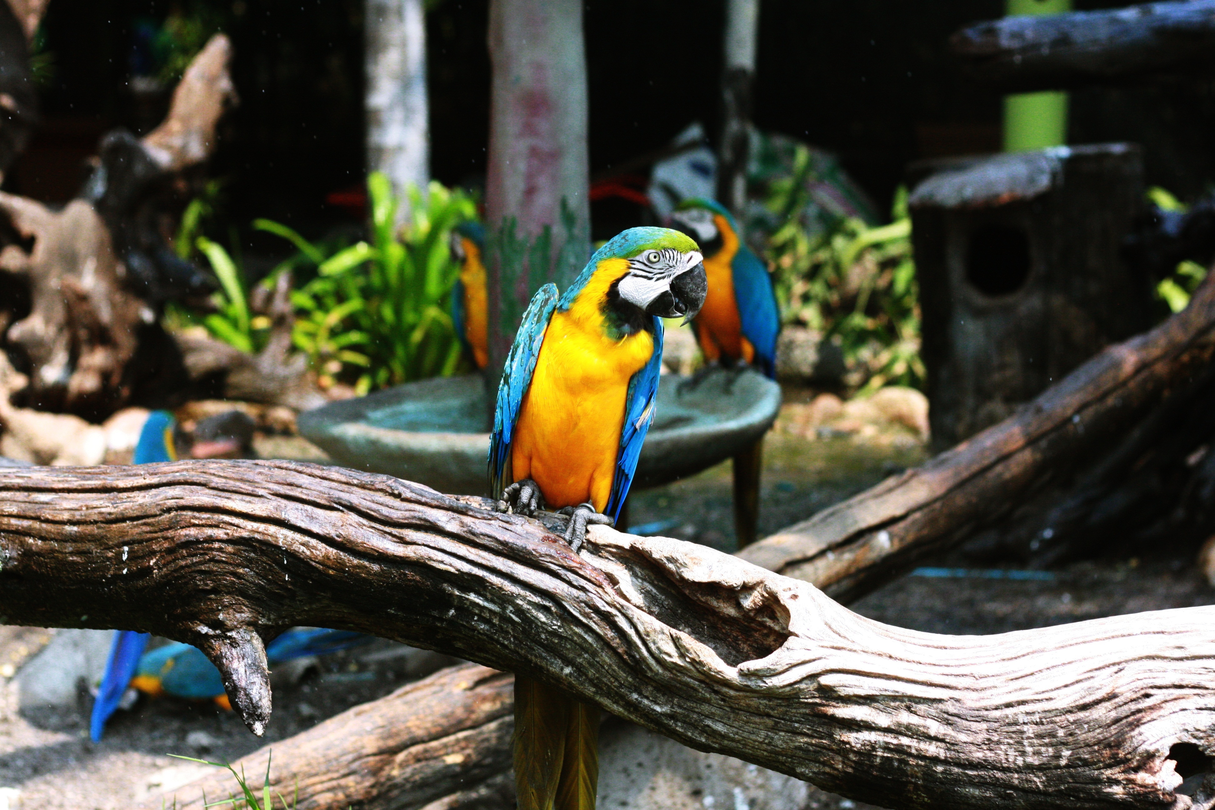 Zoo, Parrot
