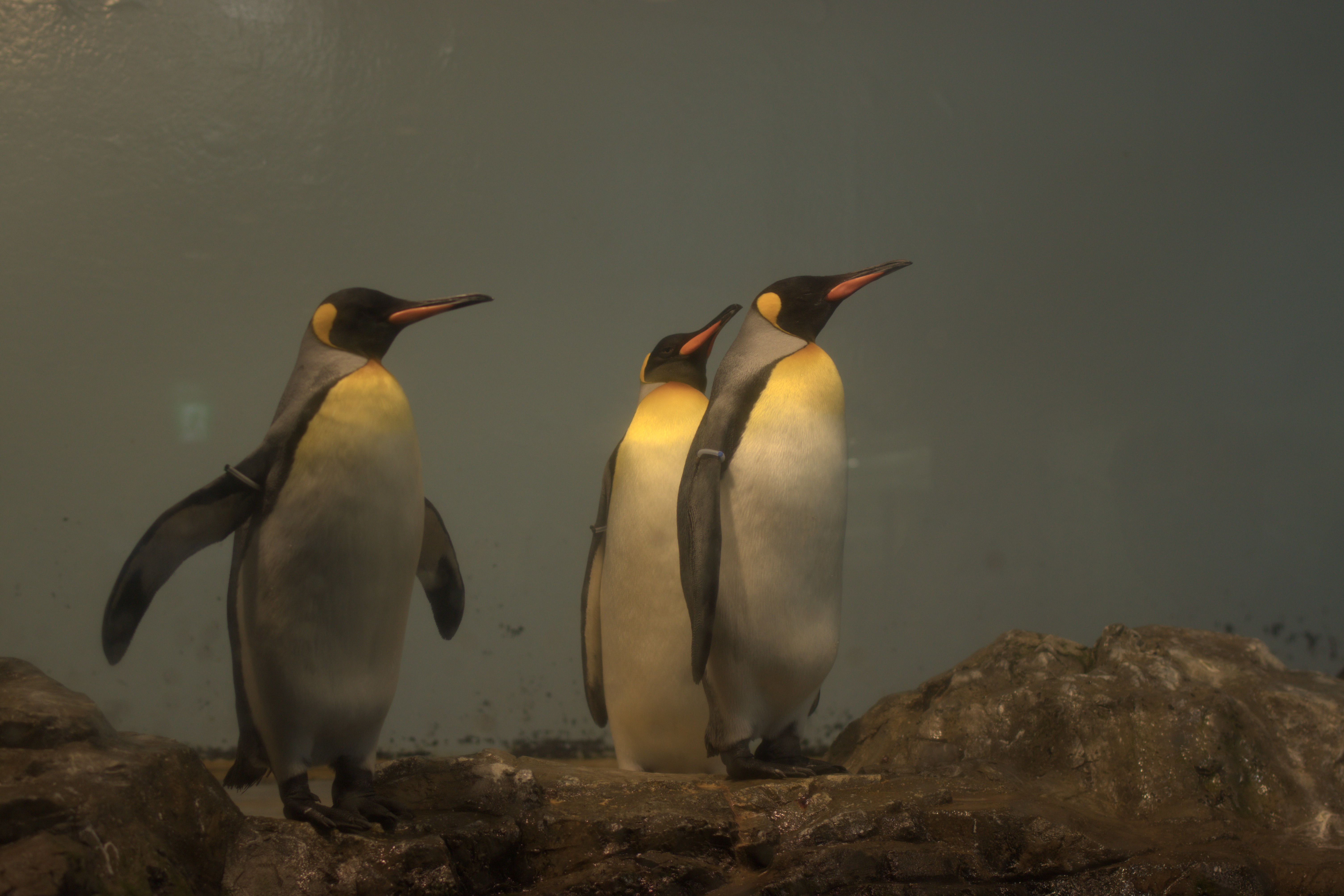 キングペンギン king penguin photo