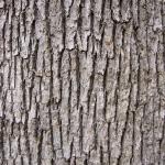 Free Wood texture (oak, tree, bark)