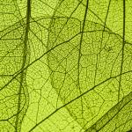 green leaf texture - in detail - Colorado Mental Wellness Network