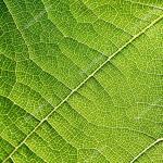 Grape leaves texture leaf background macro green light closeup ...