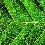 Nature Leaves Background Fifty-two | Photo Texture & Background