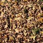 dry leafs