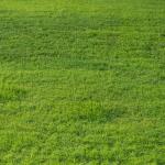 Green Grass Texture - High-quality Free Backgrounds